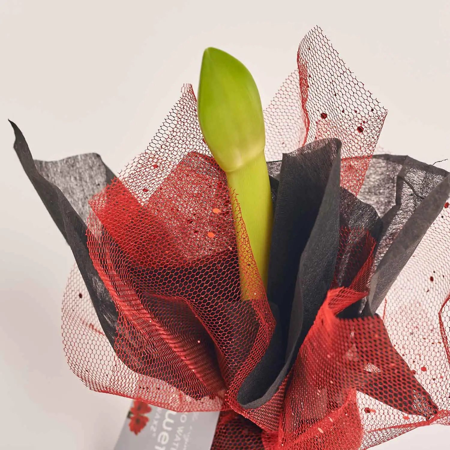 Зображення товару Амариліс мікс у воску, артикул: 54508