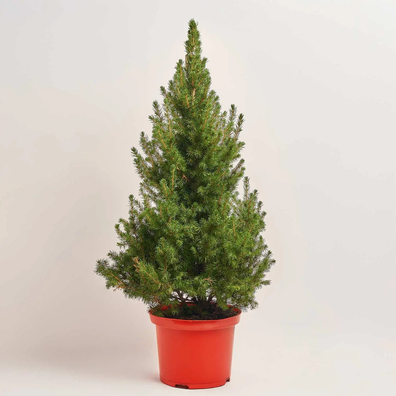 Зображення товару Ялина Десембер, артикул: 53882