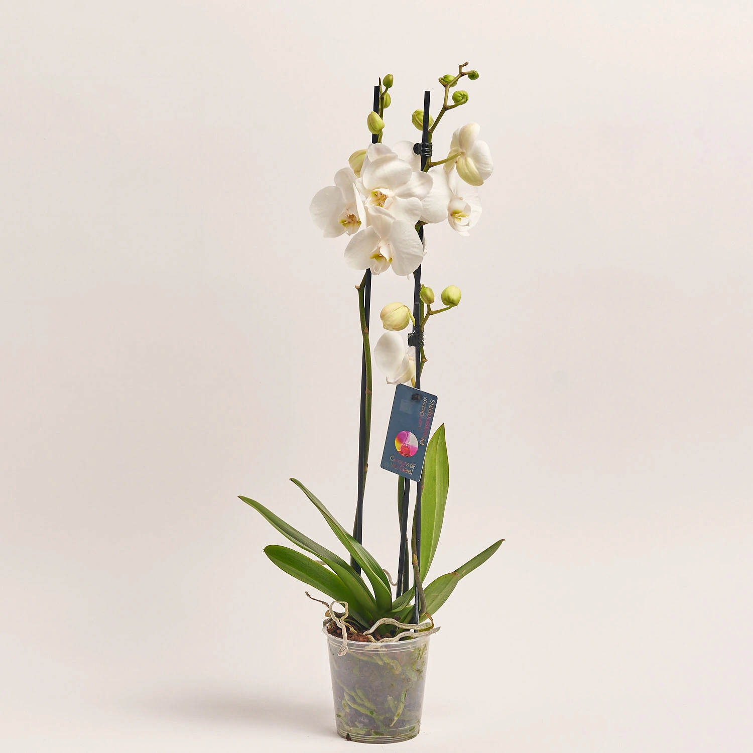 Зображення товару Фаленопсис 3ст. мікс, артикул: 1316