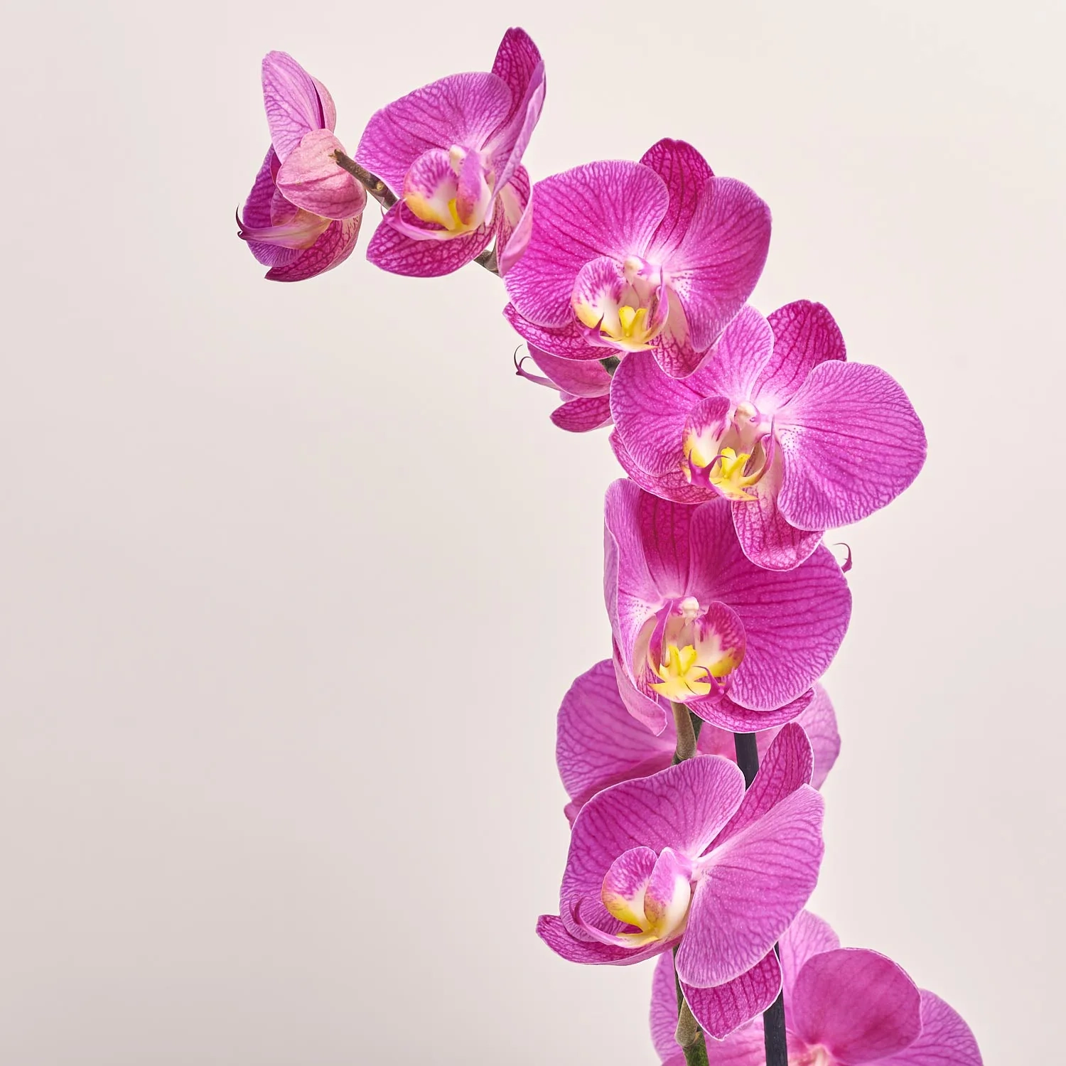 Фаленопсис 1ст. мікс, артикул: 18850 Зображення товару Фаленопсис 1ст. мікс, артикул: 18850