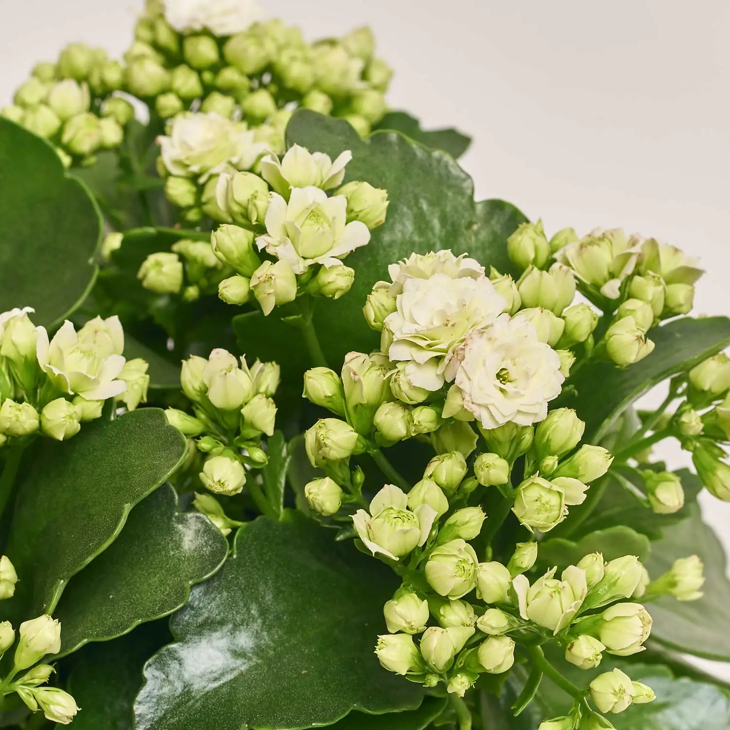 Каланхоє мікс, артикул: 1243 Зображення товару Каланхоє мікс, артикул: 1243