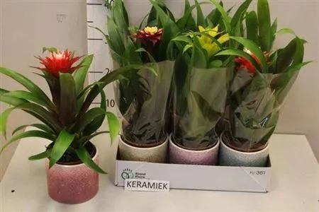 Зображення товару Гузманія мікс в кер., артикул: 54727