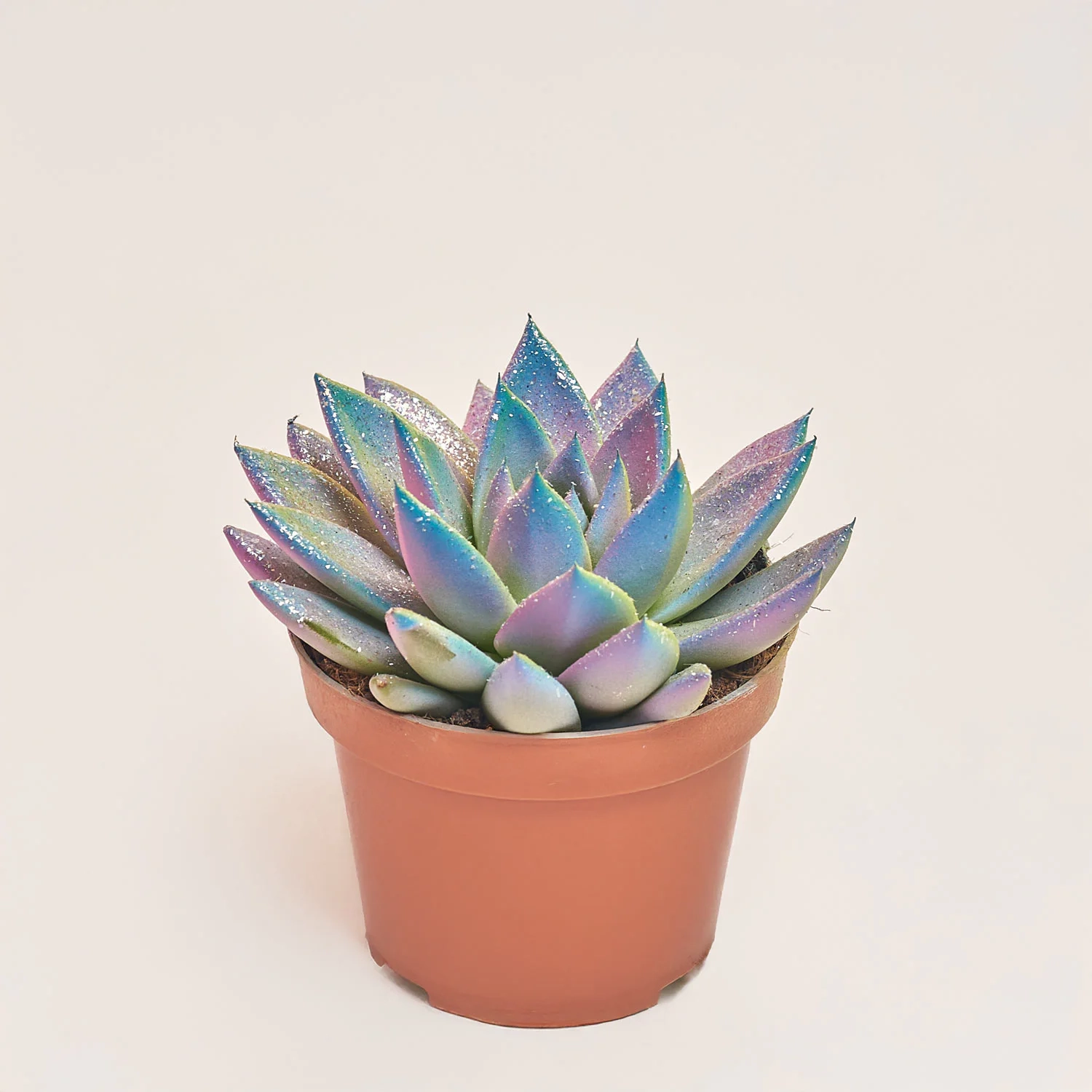 Ехеверія Міранда гліттер, артикул: 3642 Зображення товару Ехеверія Міранда гліттер, артикул: 3642