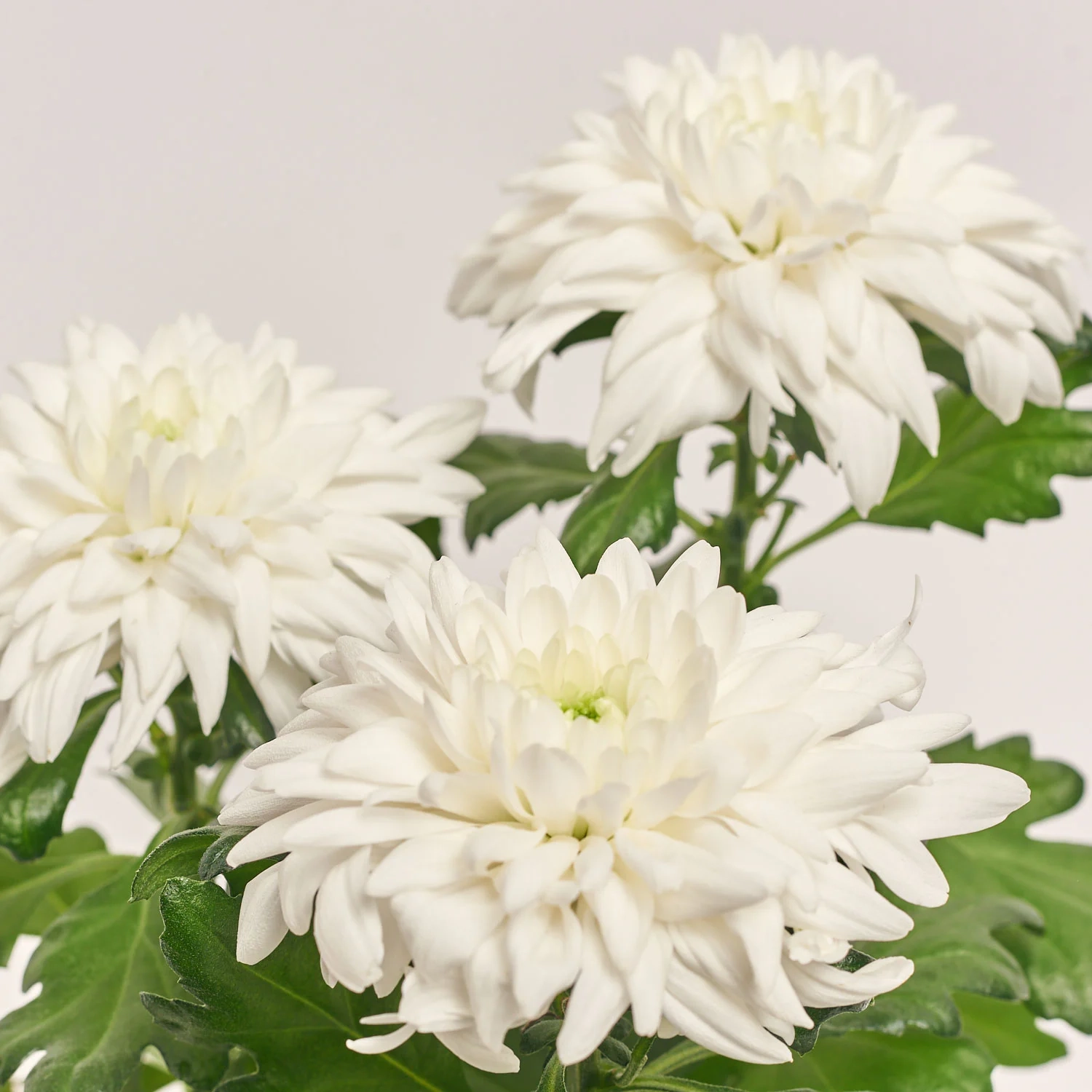Зображення товару Хризантема Супернова біла, артикул: 21115
