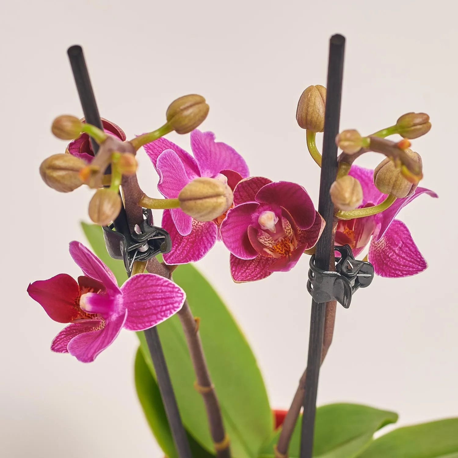 Зображення товару Фаленопсис міні в кер. 2ст., артикул: 18851