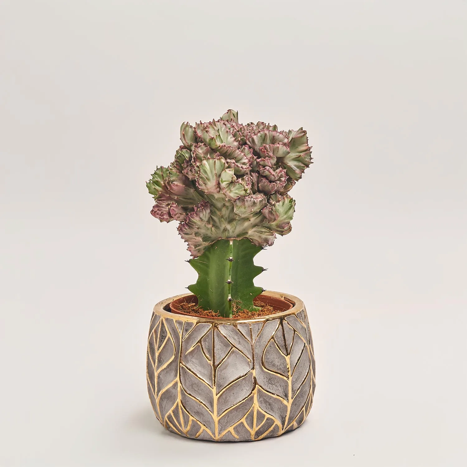 Еуфорбія Лактея Крістата в кер., артикул: 37586 Зображення товару Еуфорбія Лактея Крістата в кер., артикул: 37586