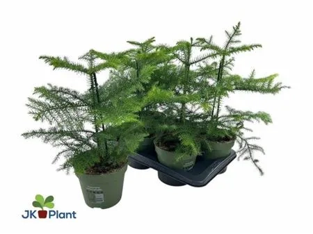 Зображення товару Араукарія Гетерофіла, артикул: 54170