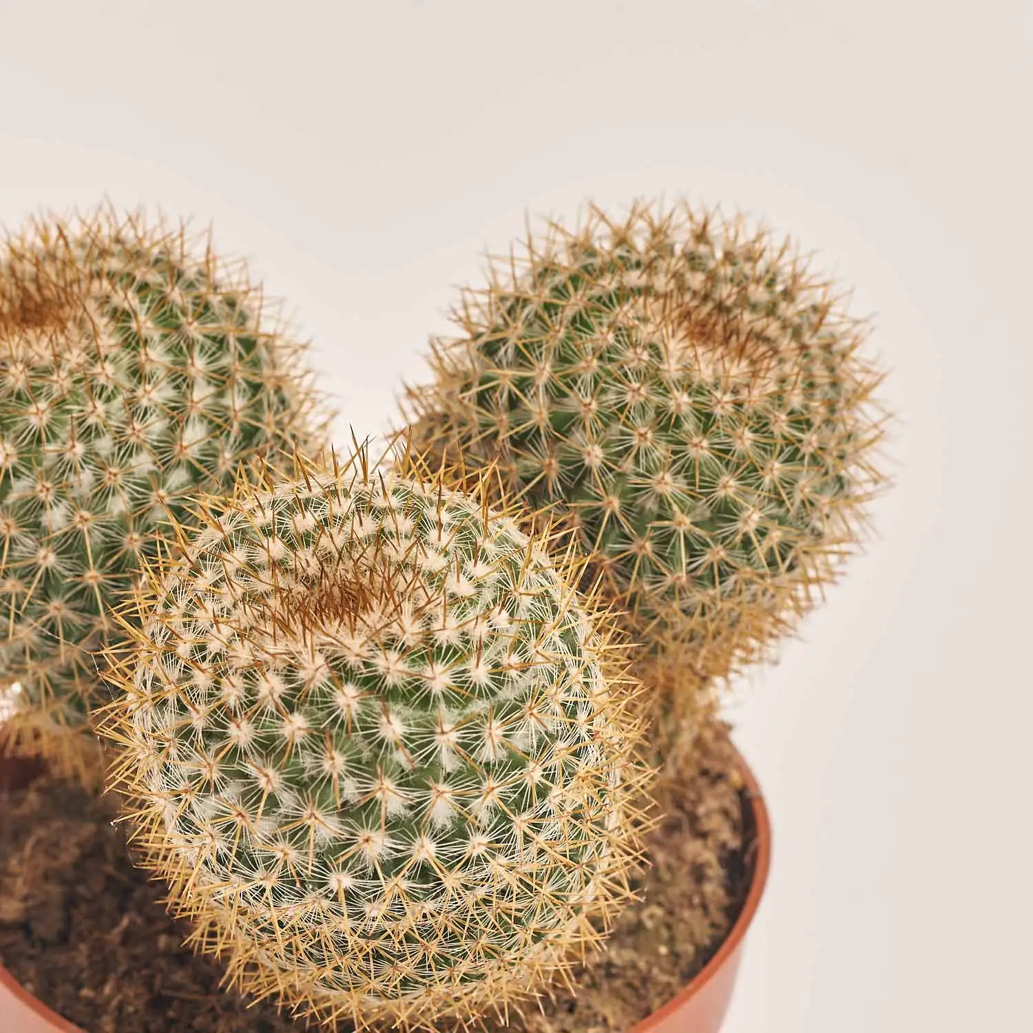 Зображення товару Кактус мікс, артикул: 46255