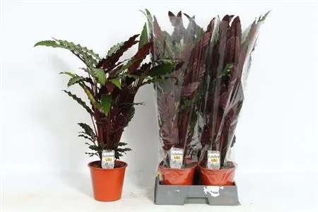 Зображення товару Калатея Руф, артикул: 52840