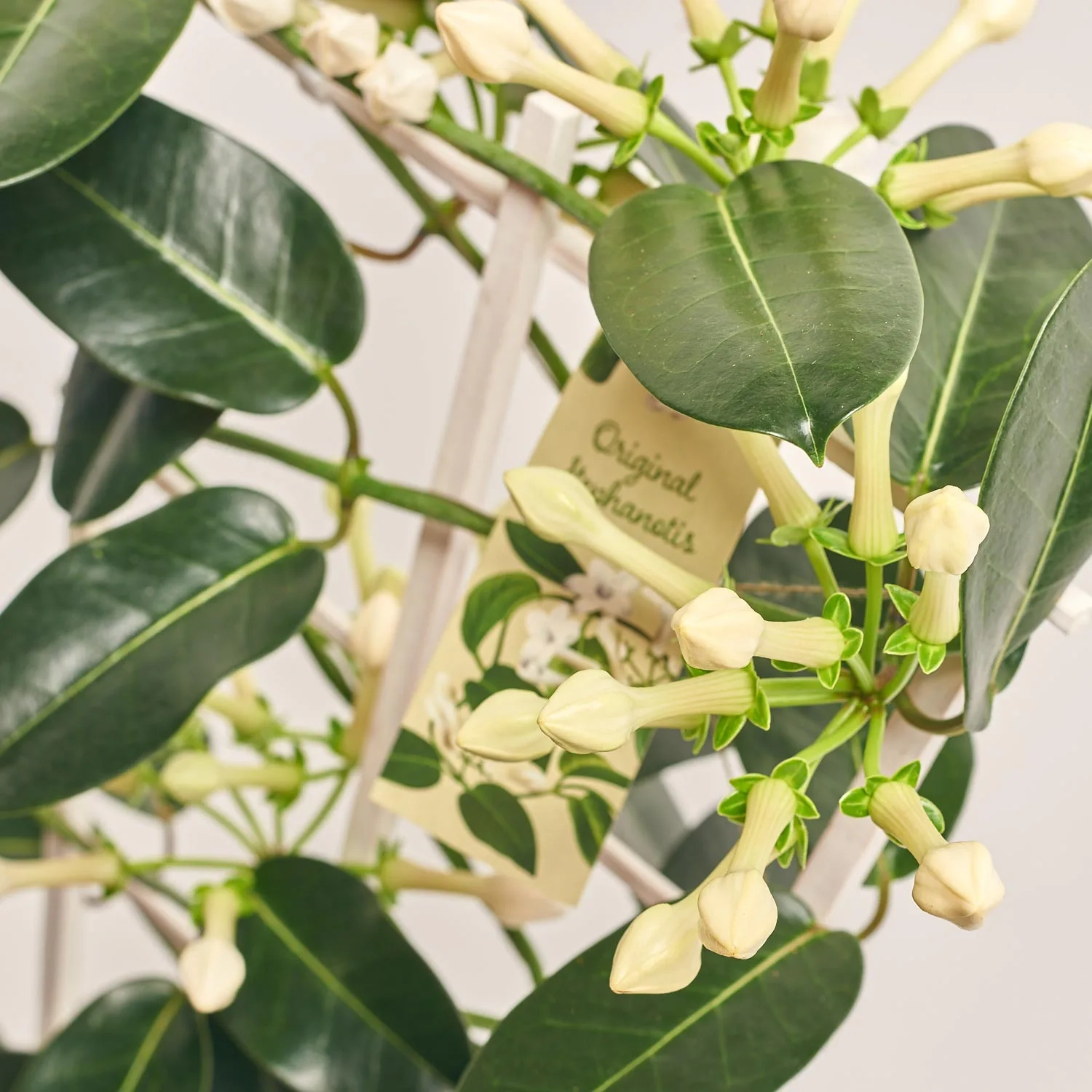 Зображення товару Стефанотіс 7-13, артикул: 36745