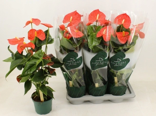 Антуріум Флоріда, артикул: 56055 Зображення товару Антуріум Флоріда, артикул: 56055