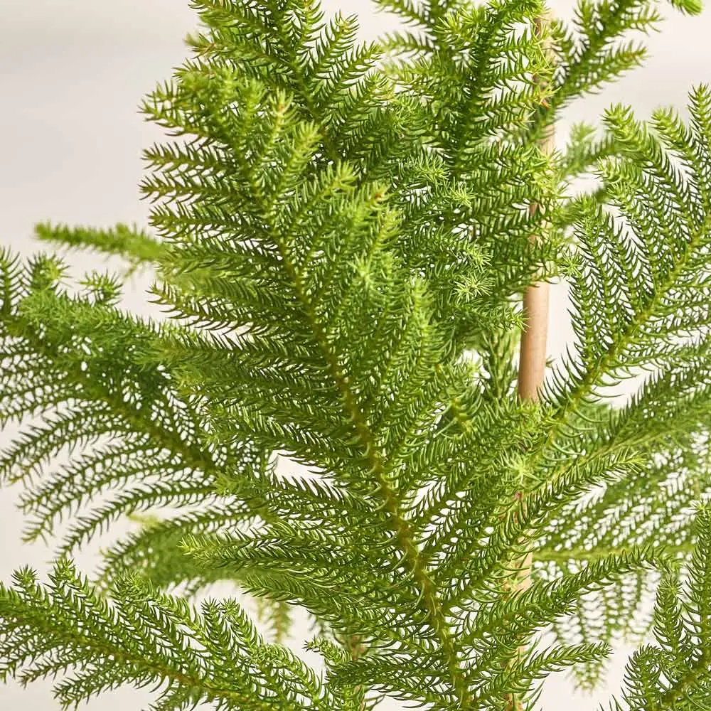 Зображення товару Араукарія Гетерофіла, артикул: 53120