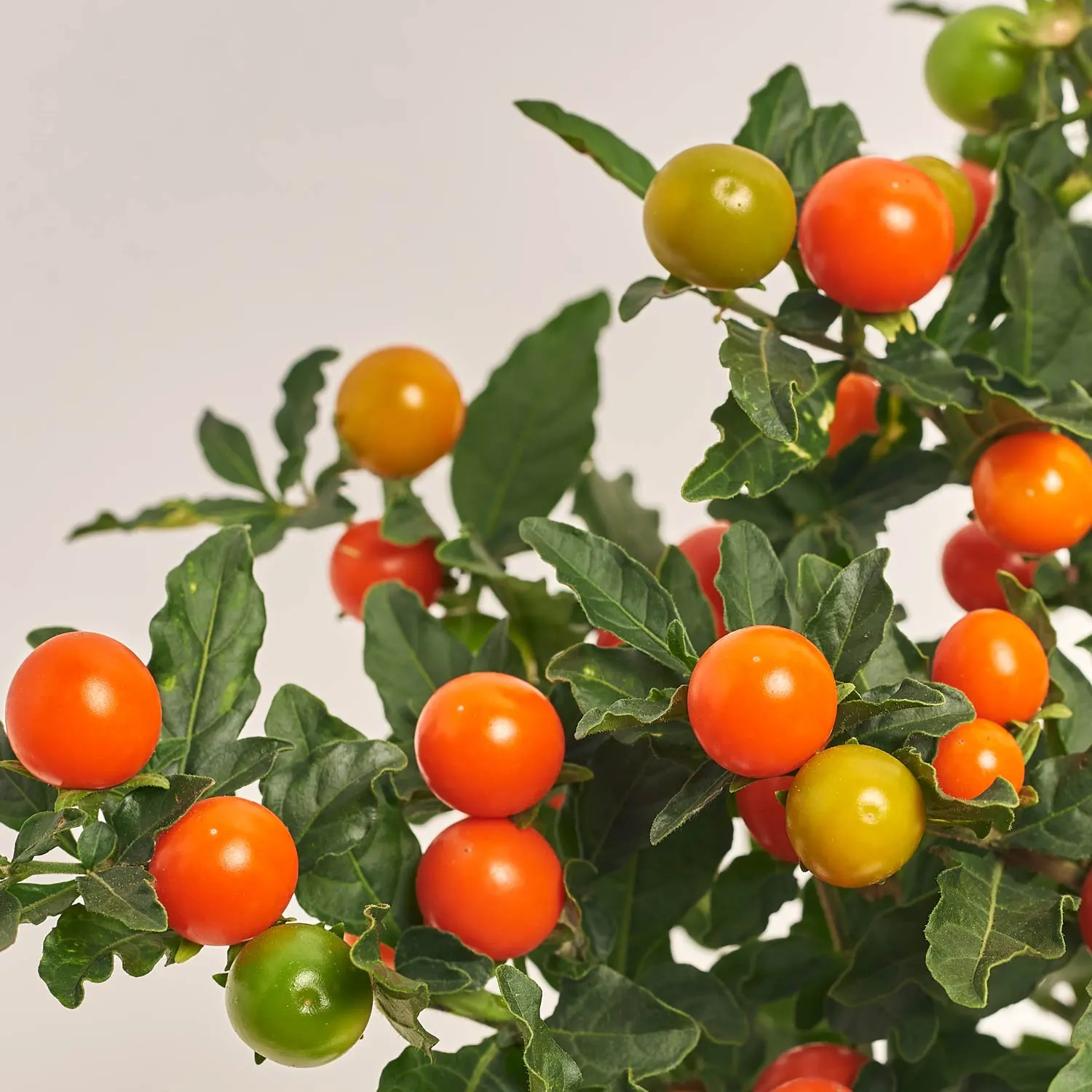 Зображення товару Соланум псевдокапсікум, артикул: 1399