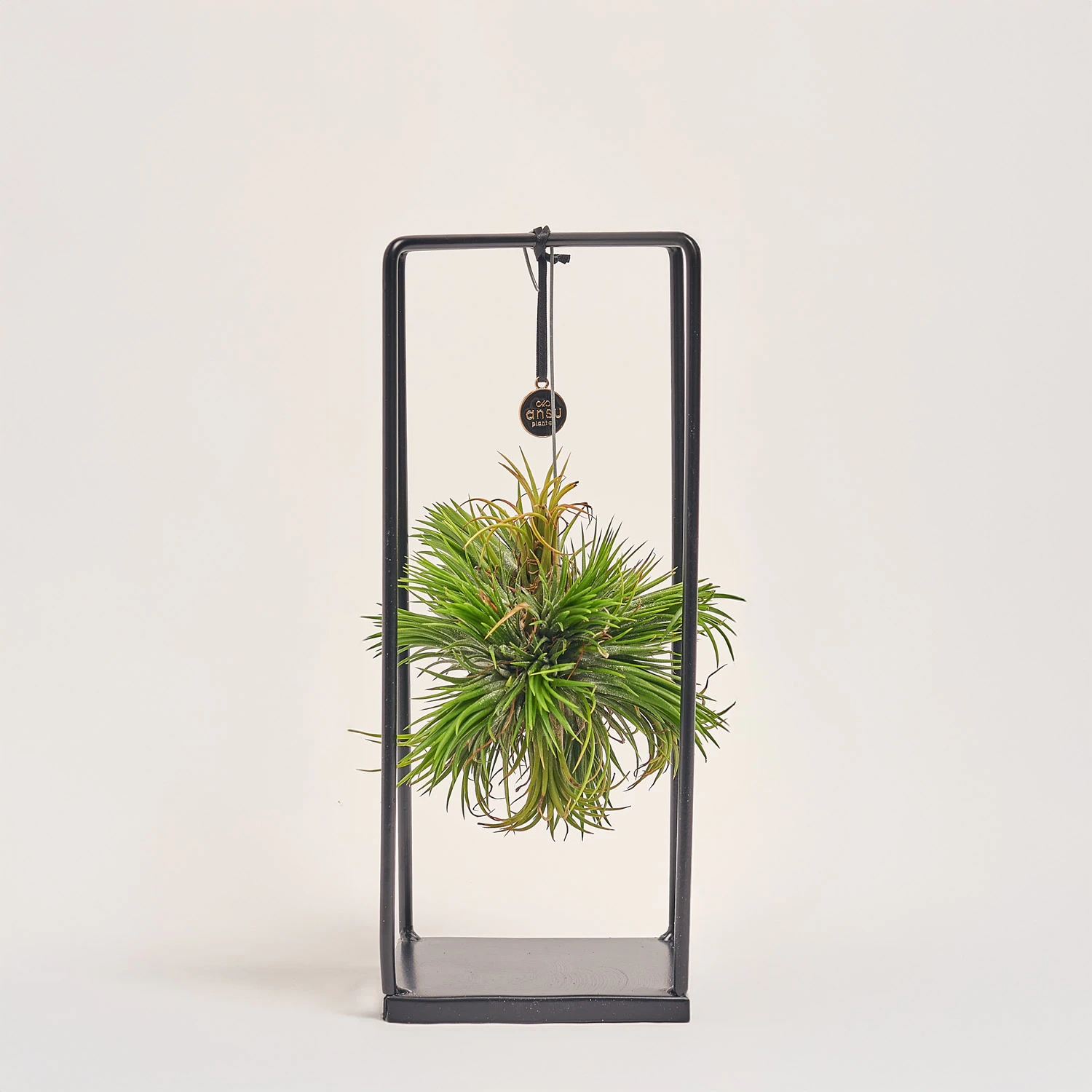 Тілландсія Куб-Рінг мікс, артикул: 45579 Зображення товару Тілландсія Куб-Рінг мікс, артикул: 45579