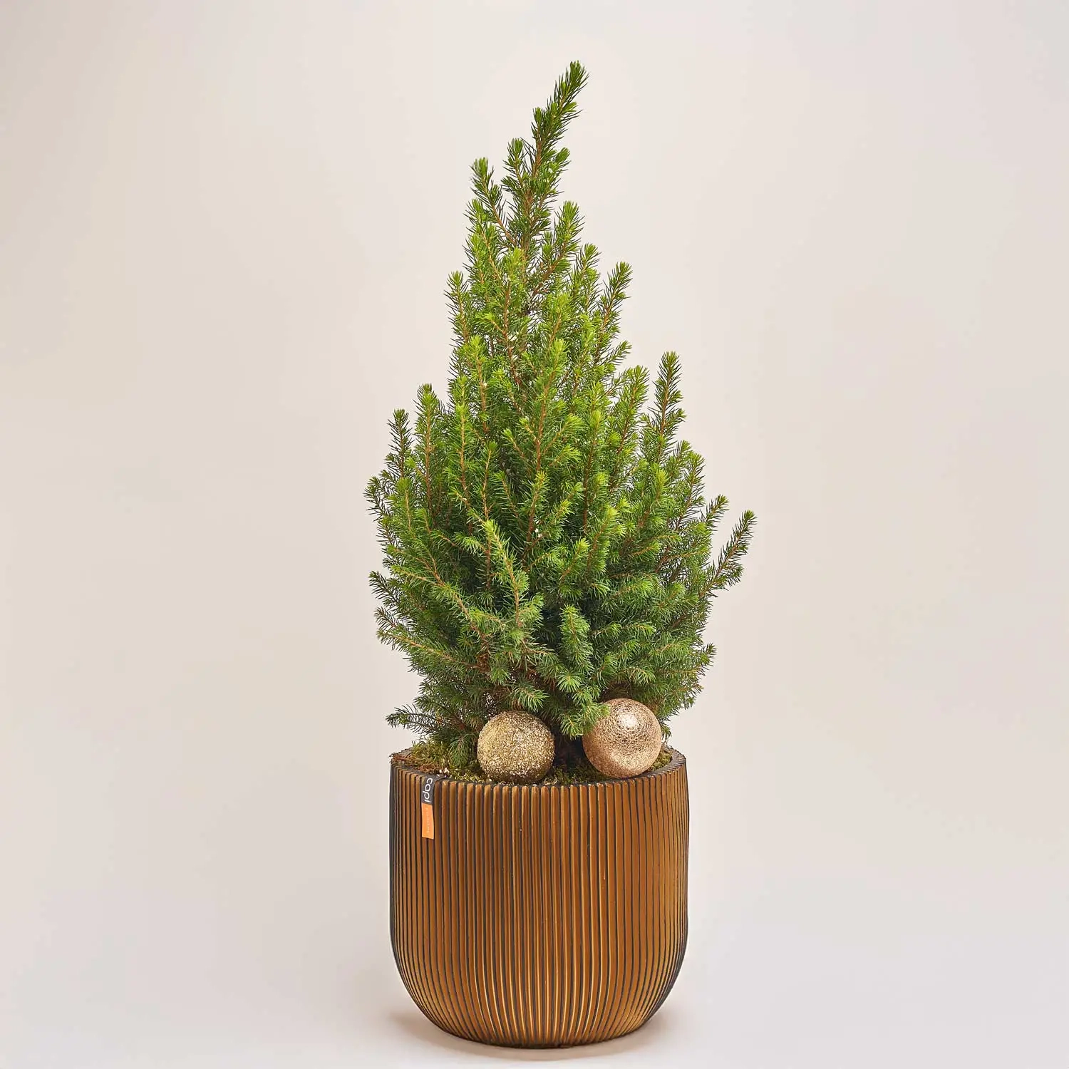 Зображення товару Ялина Магніфік в дерев. кашпо, артикул: 53978