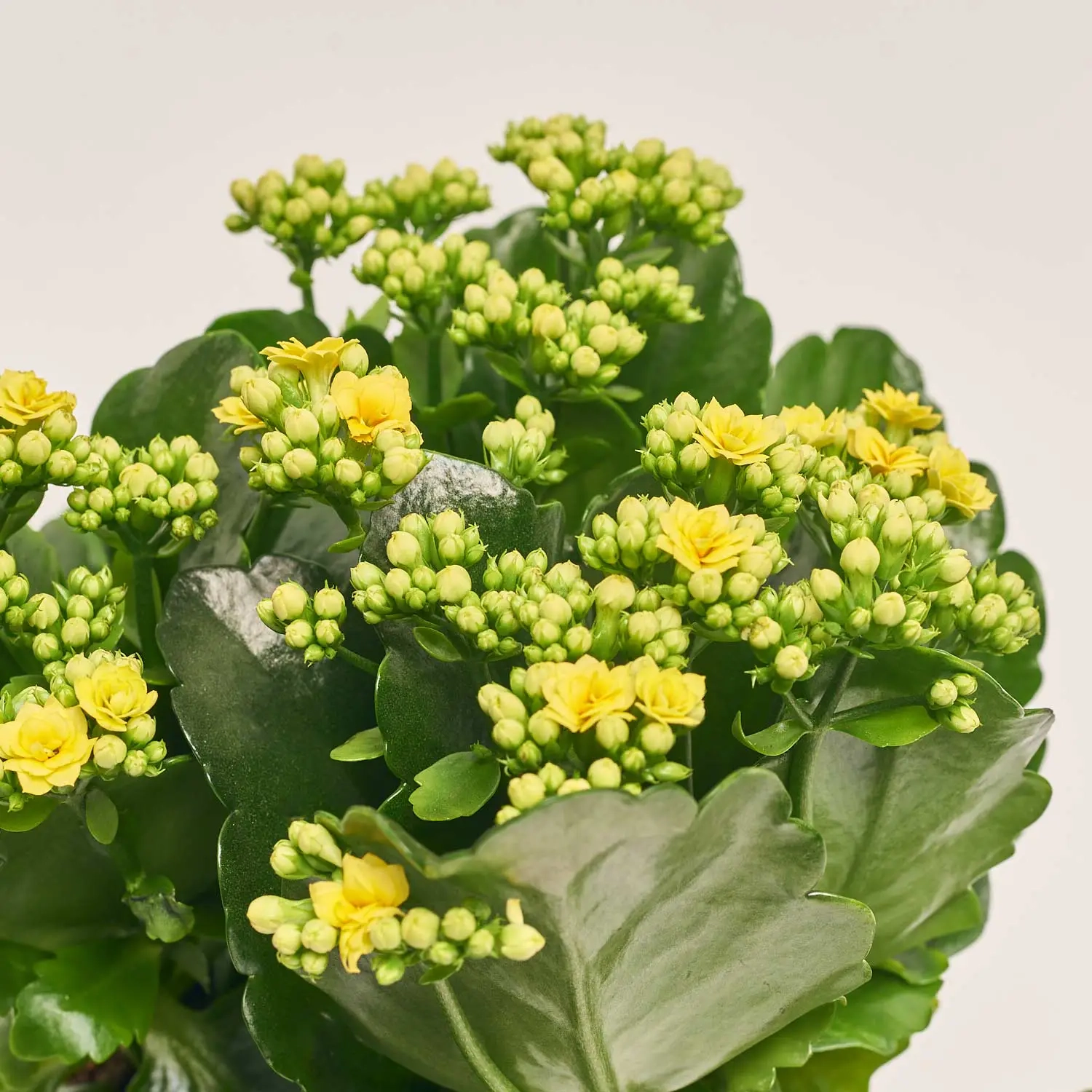 Зображення товару Каланхоє мікс, артикул: 26106