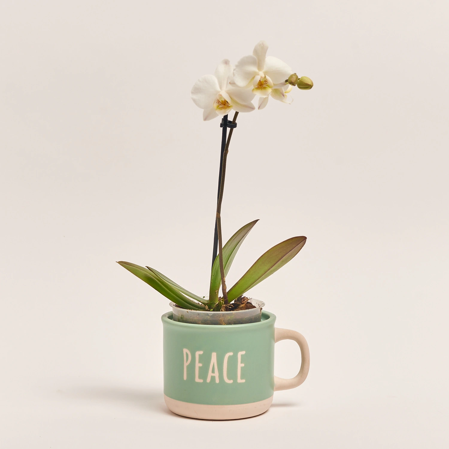 Зображення товару Фаленопсис міні 1ст. в кер., артикул: 50231