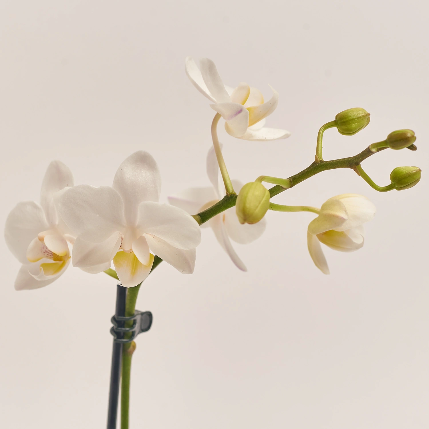 Фаленопсис міні в кер.і 1ст., артикул: 2716 Зображення товару Фаленопсис міні в кер.і 1ст., артикул: 2716