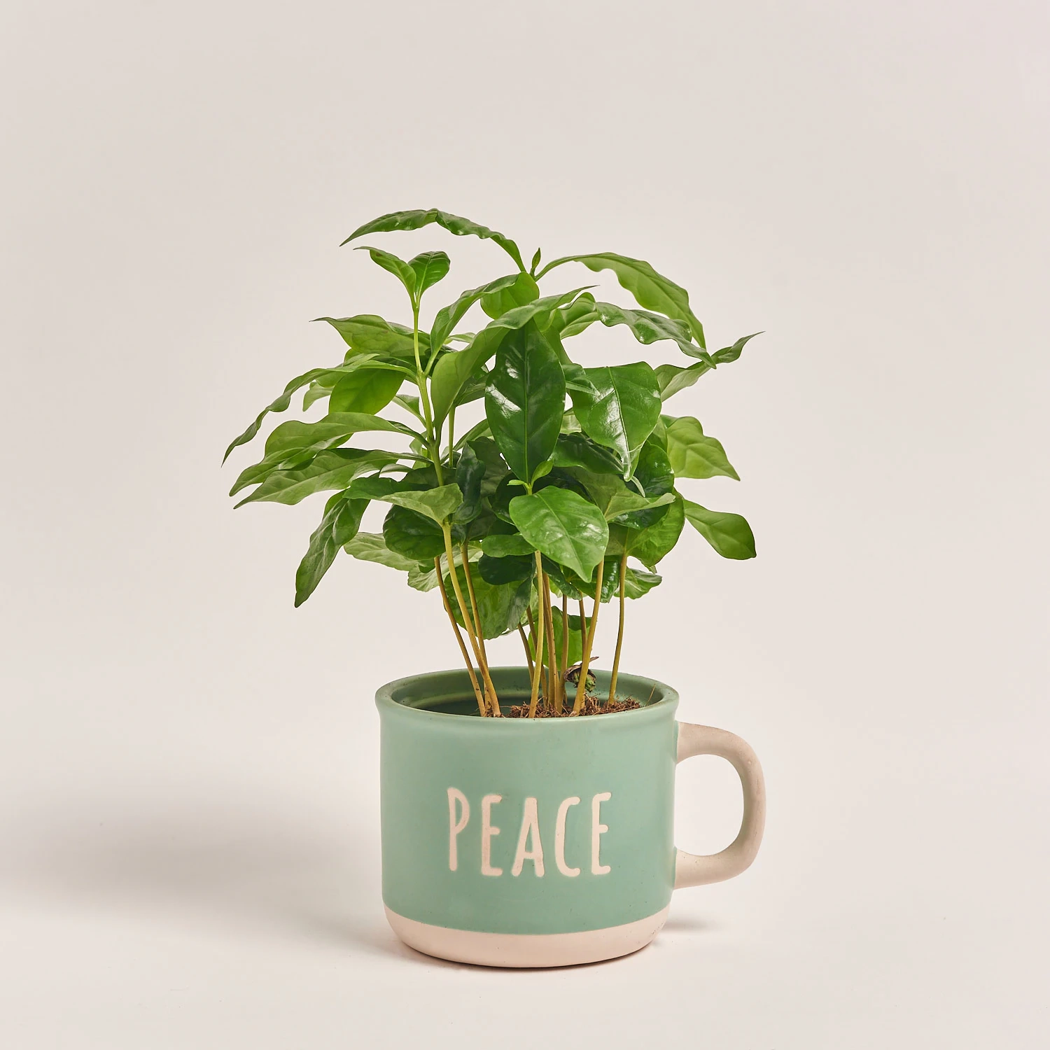 Зображення товару Кава Арабіка в чашці, артикул: 55396