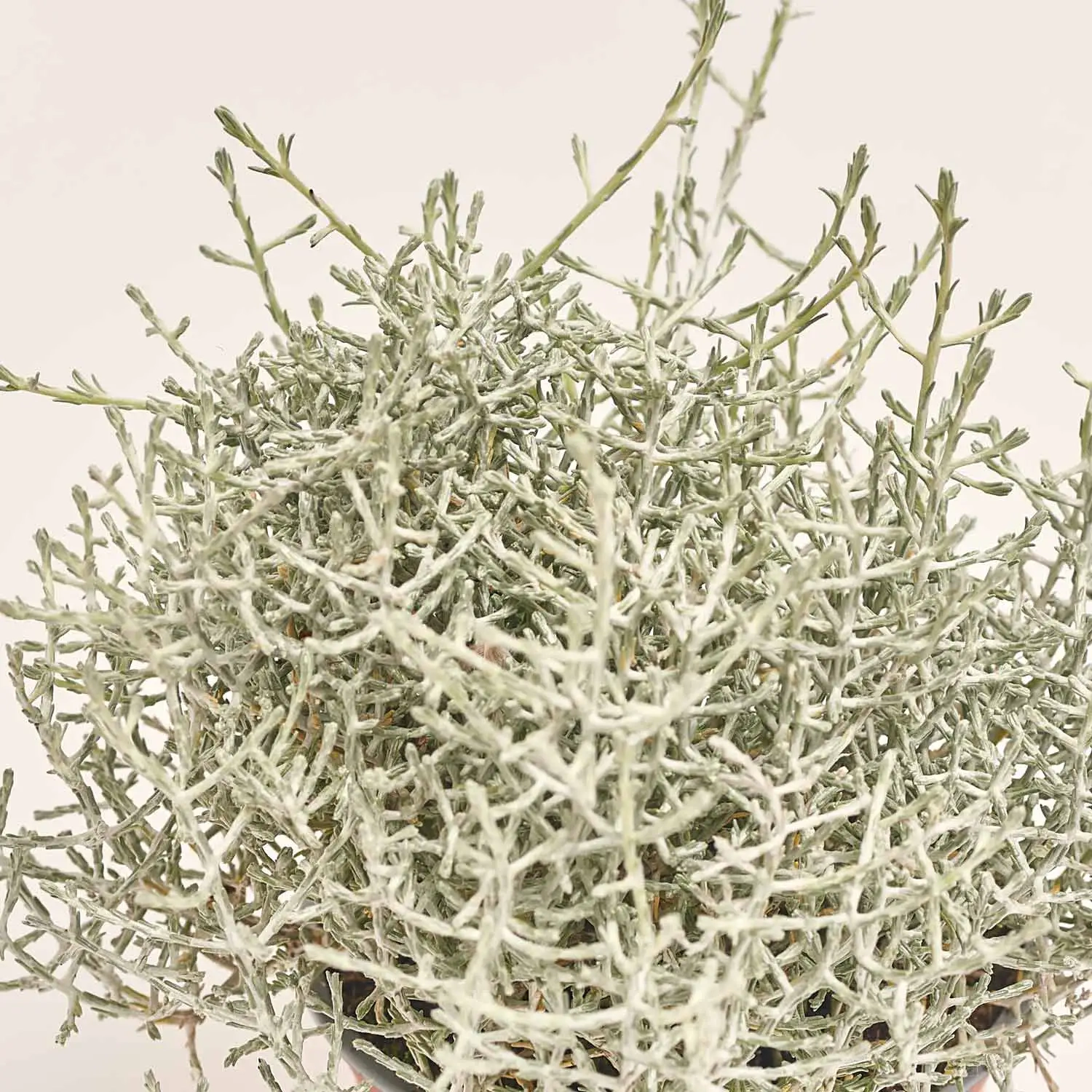 Зображення товару Леукофіта Брауні, артикул: 33152