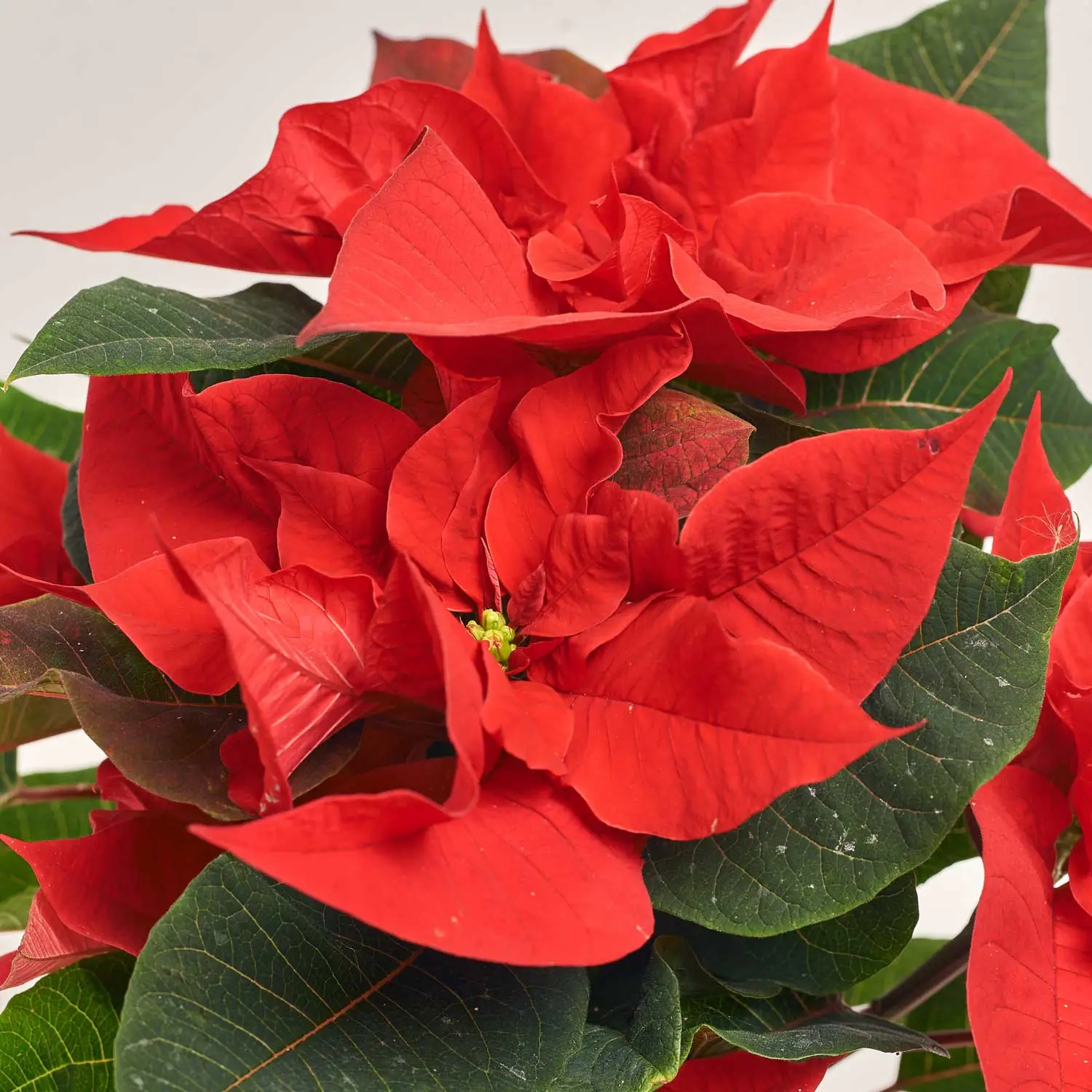 Зображення товару Пуансетія Крісмас Бреак, артикул: 54050