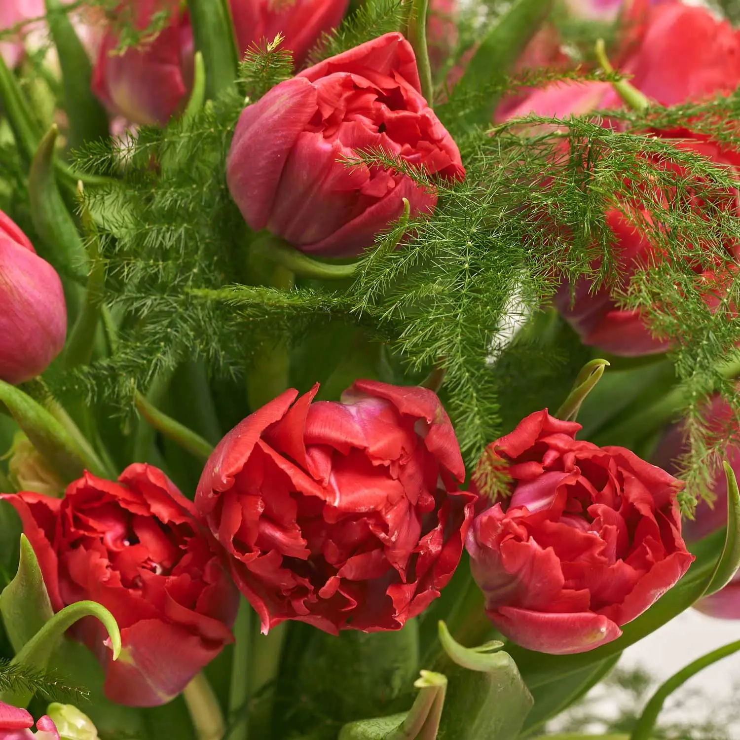 Композиція з червоних піоновидних тюльпанів у кашпо F112, артикул: 55745 Зображення товару Композиція з червоних піоновидних тюльпанів у кашпо F112, артикул: 55745