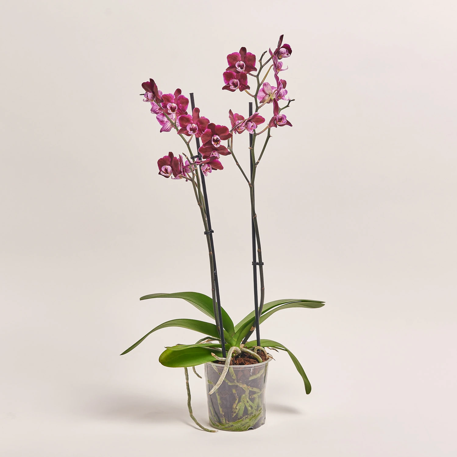 Фаленопсис мультифлора 2ст. мікс, артикул: 18367 Зображення товару Фаленопсис мультифлора 2ст. мікс, артикул: 18367