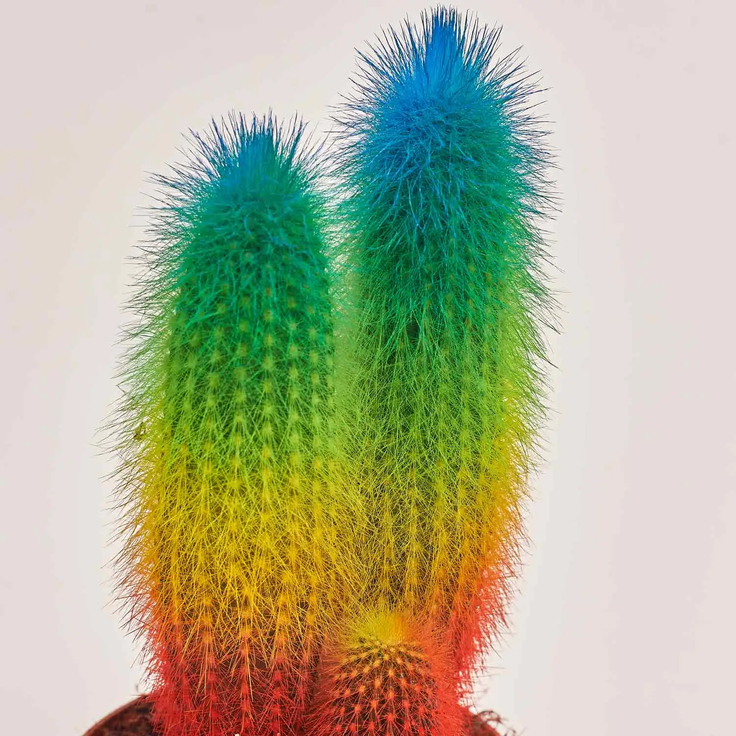 Зображення товару Кактус Рейнбов "Zuil" Спешл, артикул: 52324