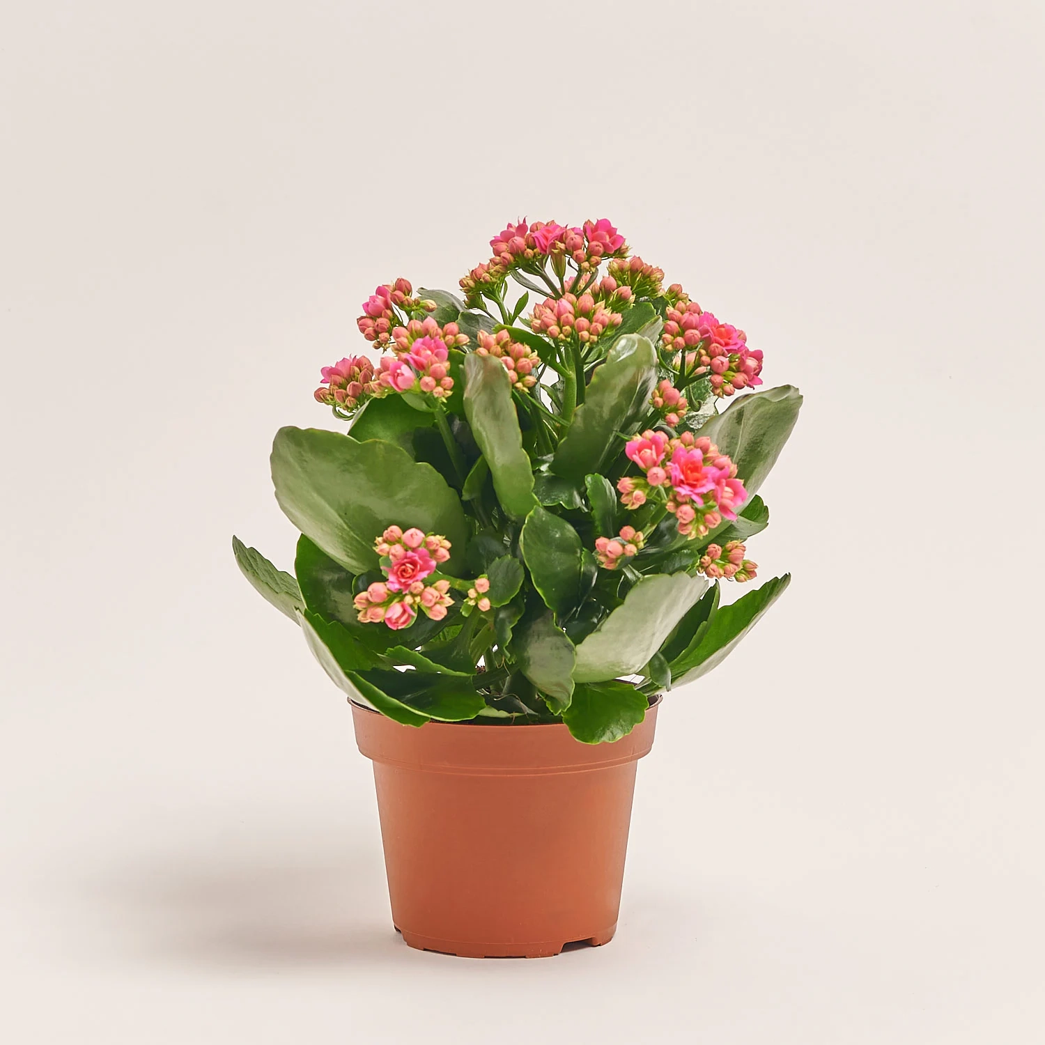 Каланхоє мікс, артикул: 18482 Зображення товару Каланхоє мікс, артикул: 18482