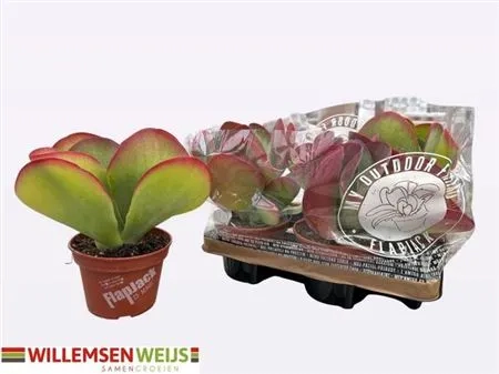 Зображення товару Каланхоє Турсіфлора, артикул: 53073