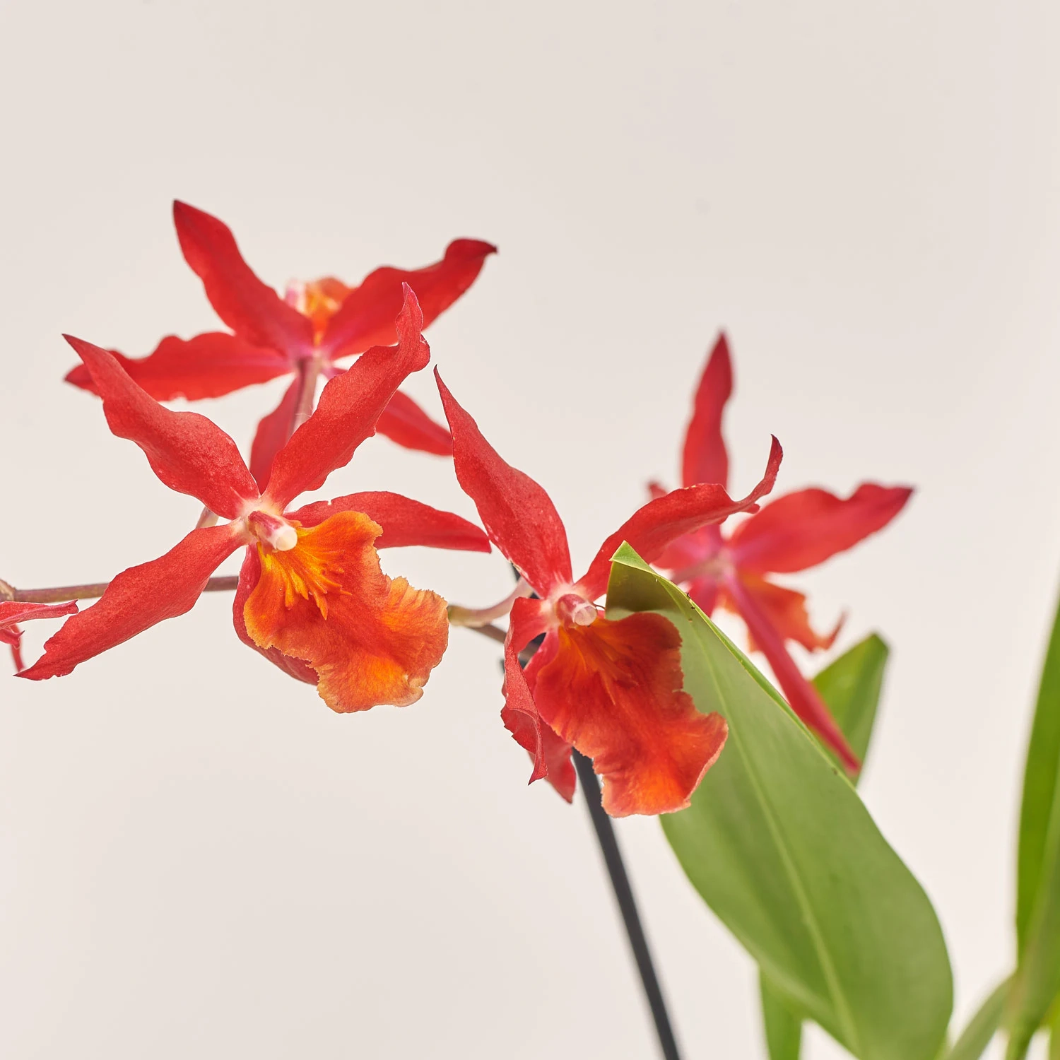 Камбрія мікс 2ст., артикул: 52502 Зображення товару Камбрія мікс 2ст., артикул: 52502