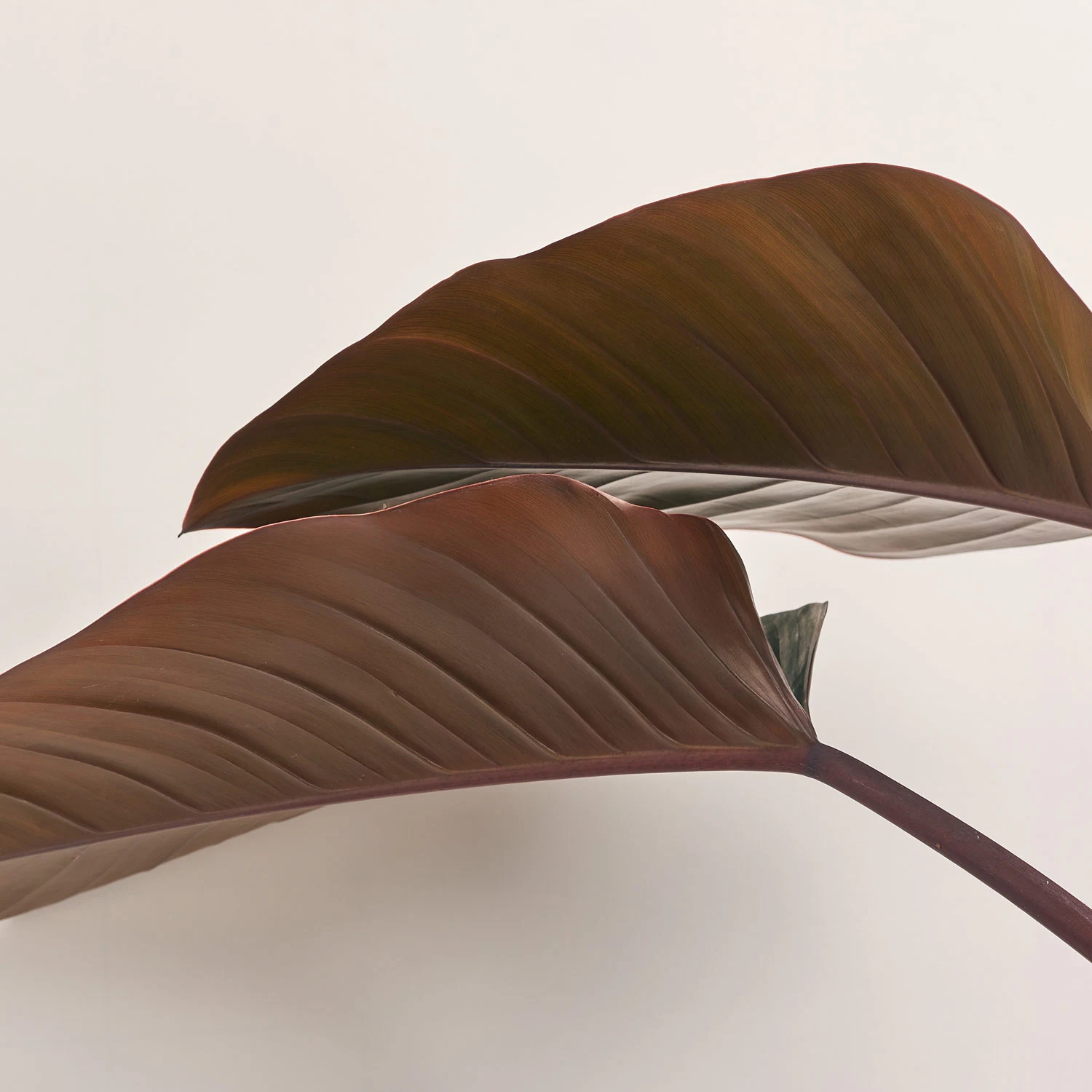 Зображення товару Філодендрон Ред Б'юті, артикул: 51743