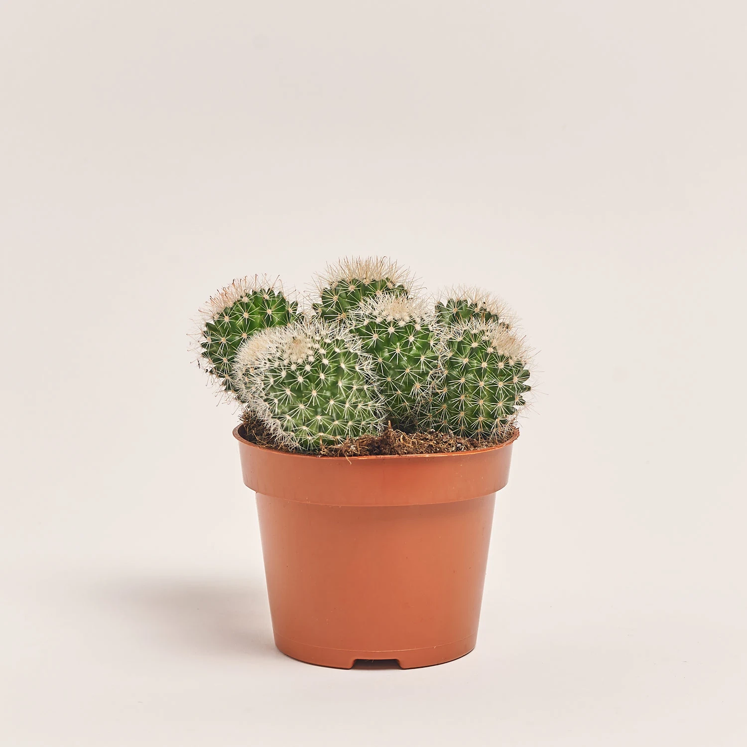 Зображення товару Кактус мікс, артикул: 25671