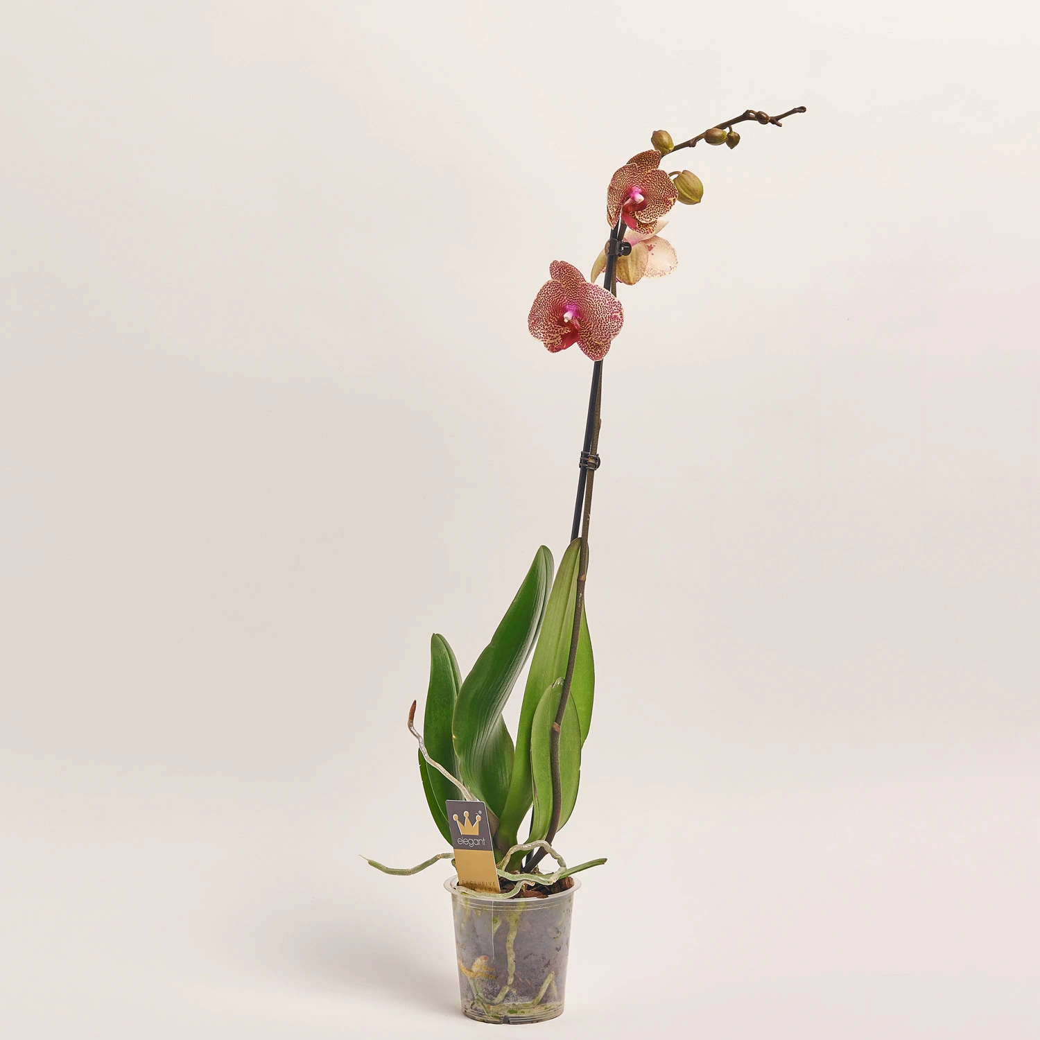 Фаленопсис 1ст. мікс, артикул: 18850 Зображення товару Фаленопсис 1ст. мікс, артикул: 18850