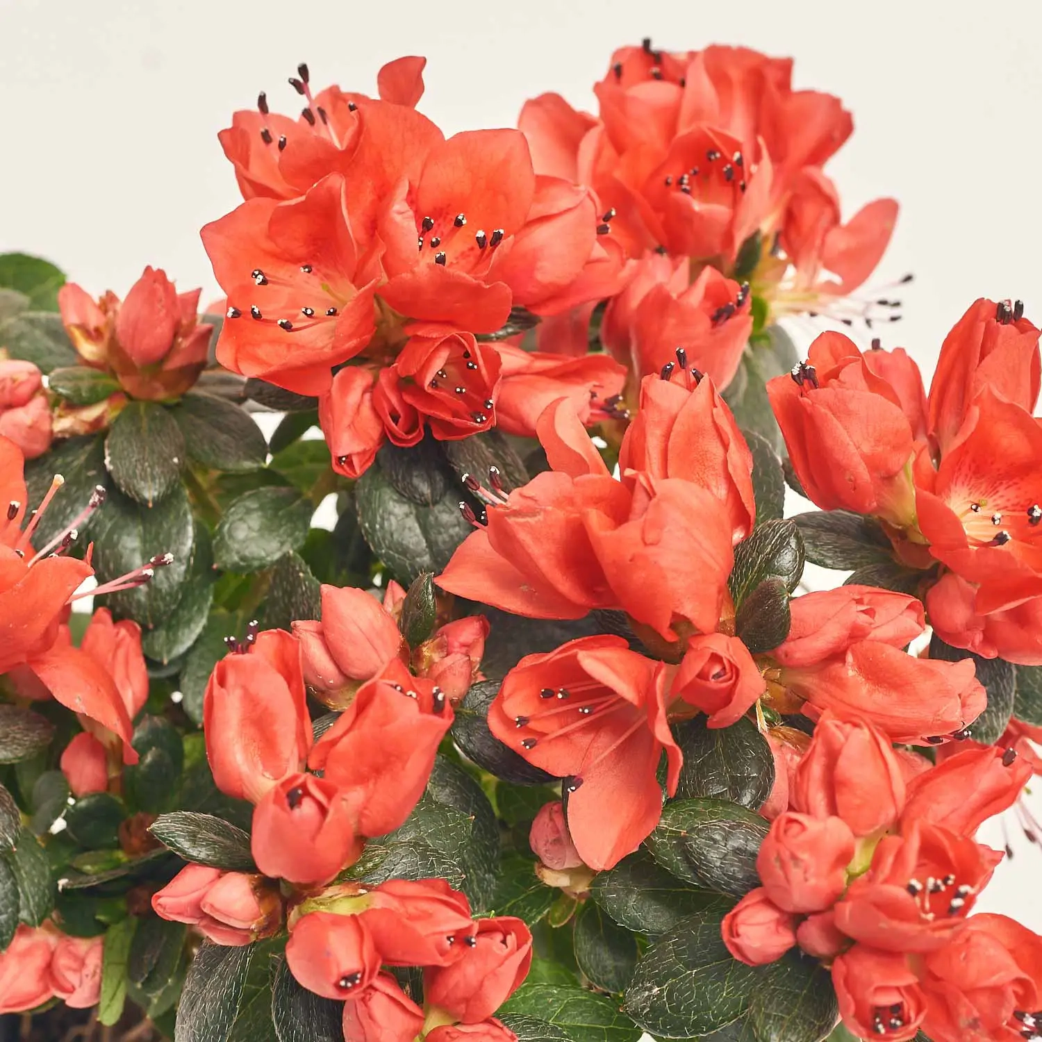 Зображення товару Азалія мікс, артикул: 57113