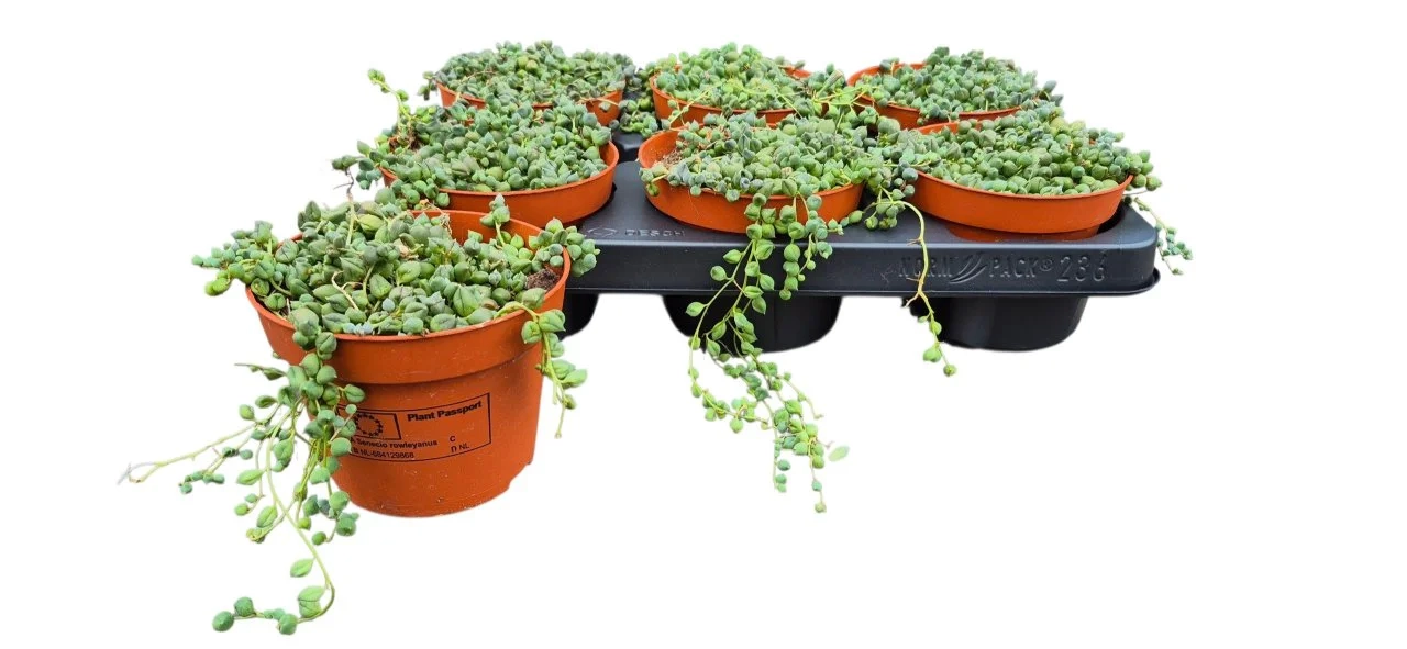 Зображення товару Сенеціо Геррейна, артикул: 57464