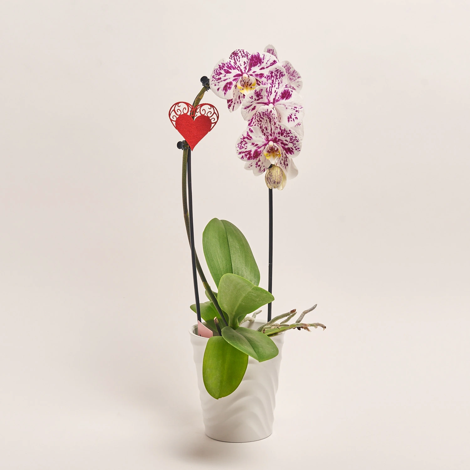 Зображення товару Фаленопсис каскад 1ст. мікс в кер., артикул: 55295