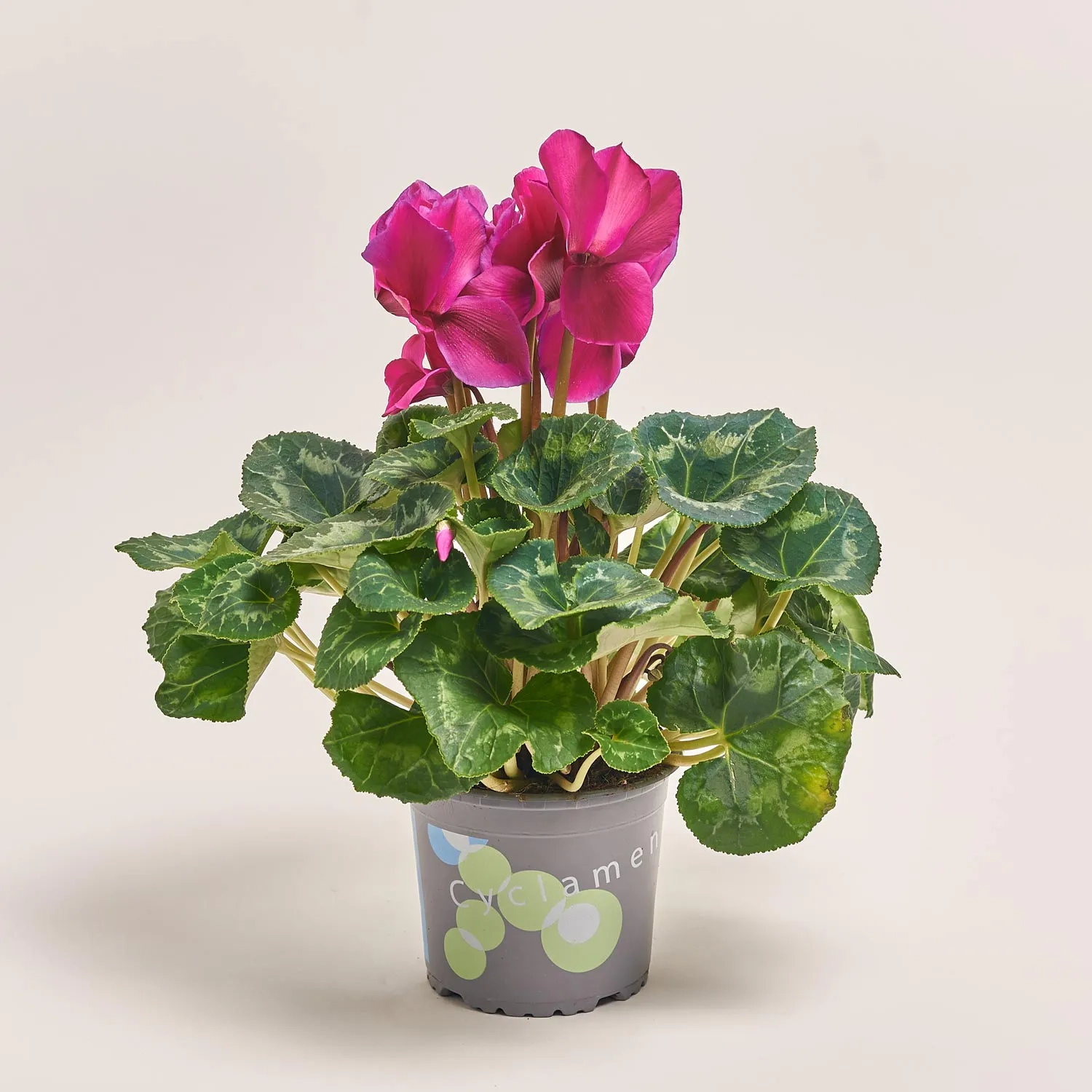 Цикламен XL мікс, артикул: 24014 Зображення товару Цикламен XL мікс, артикул: 24014