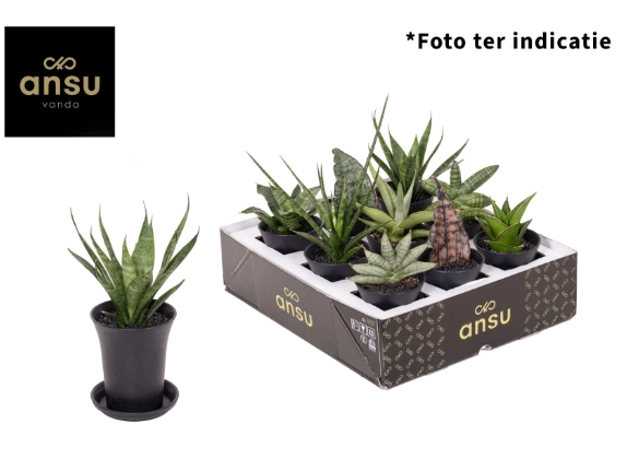 Зображення товару Сансевієрія мікс в кер., артикул: 57011