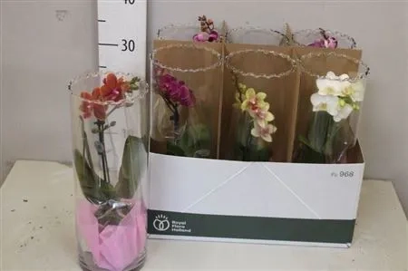 Фаленопсис мультифлора мікс 1ст. у склі, артикул: 59319 Зображення товару Фаленопсис мультифлора мікс 1ст. у склі, артикул: 59319