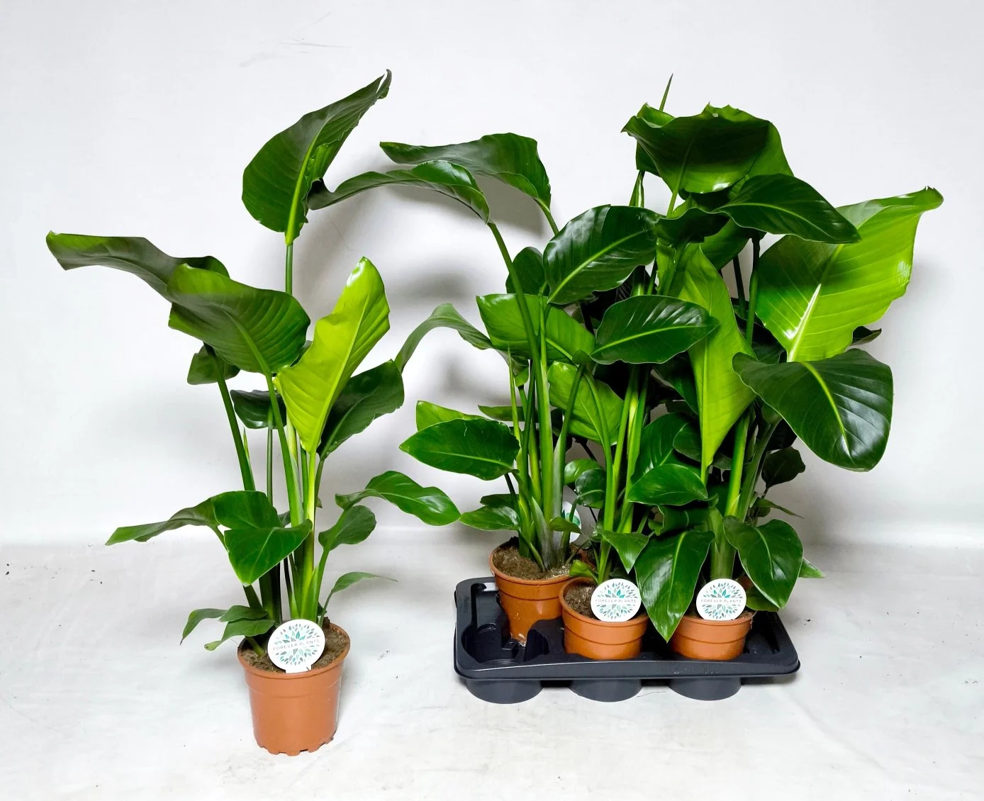 Зображення товару Стреліція Ніколай, артикул: 57616