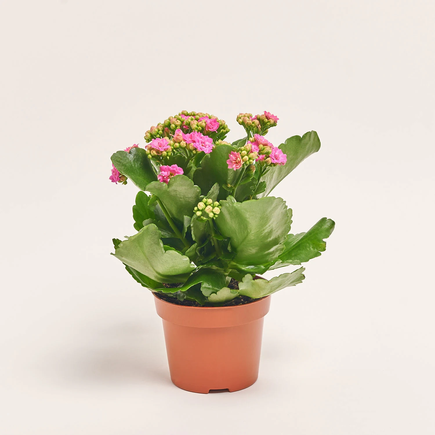 Зображення товару Каланхоє Роял мікс, артикул: 54597