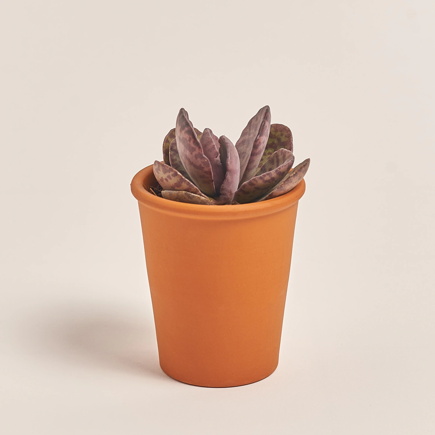 Сукулент мікс у глин. горщ., артикул: 49755 Зображення товару Сукулент мікс у глин. горщ., артикул: 49755