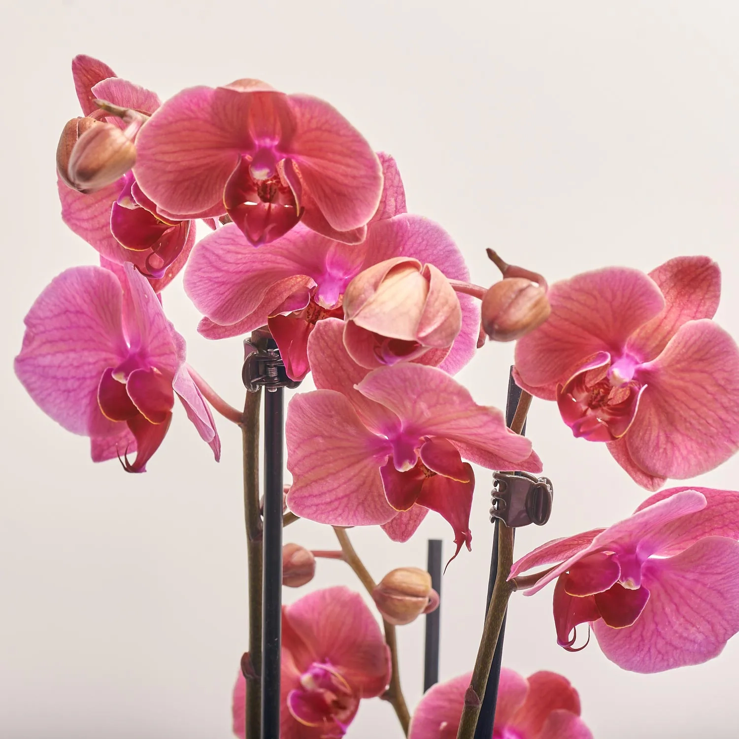 Зображення товару Фаленопсис 3ст. мікс, артикул: 1316