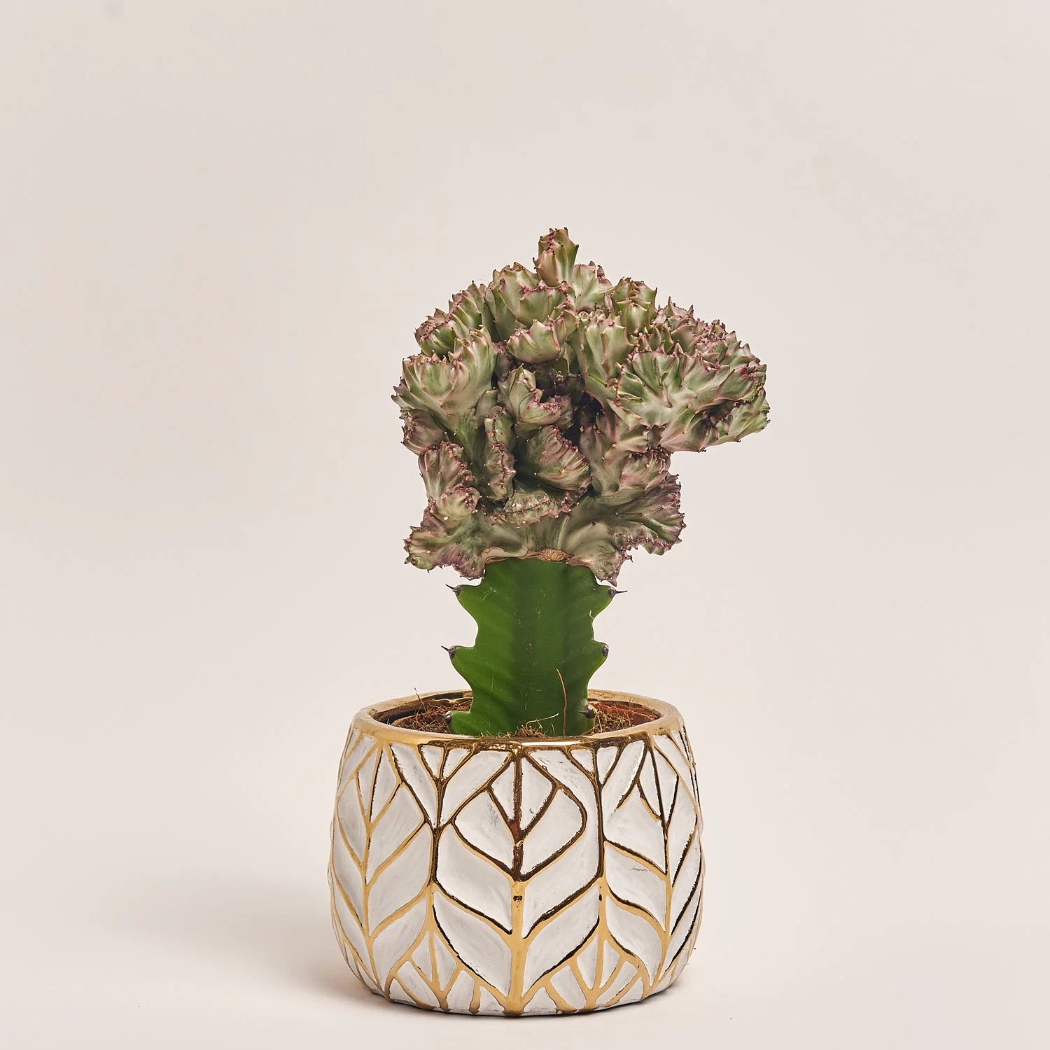 Еуфорбія Лактея Крістата в кер., артикул: 37586 Зображення товару Еуфорбія Лактея Крістата в кер., артикул: 37586