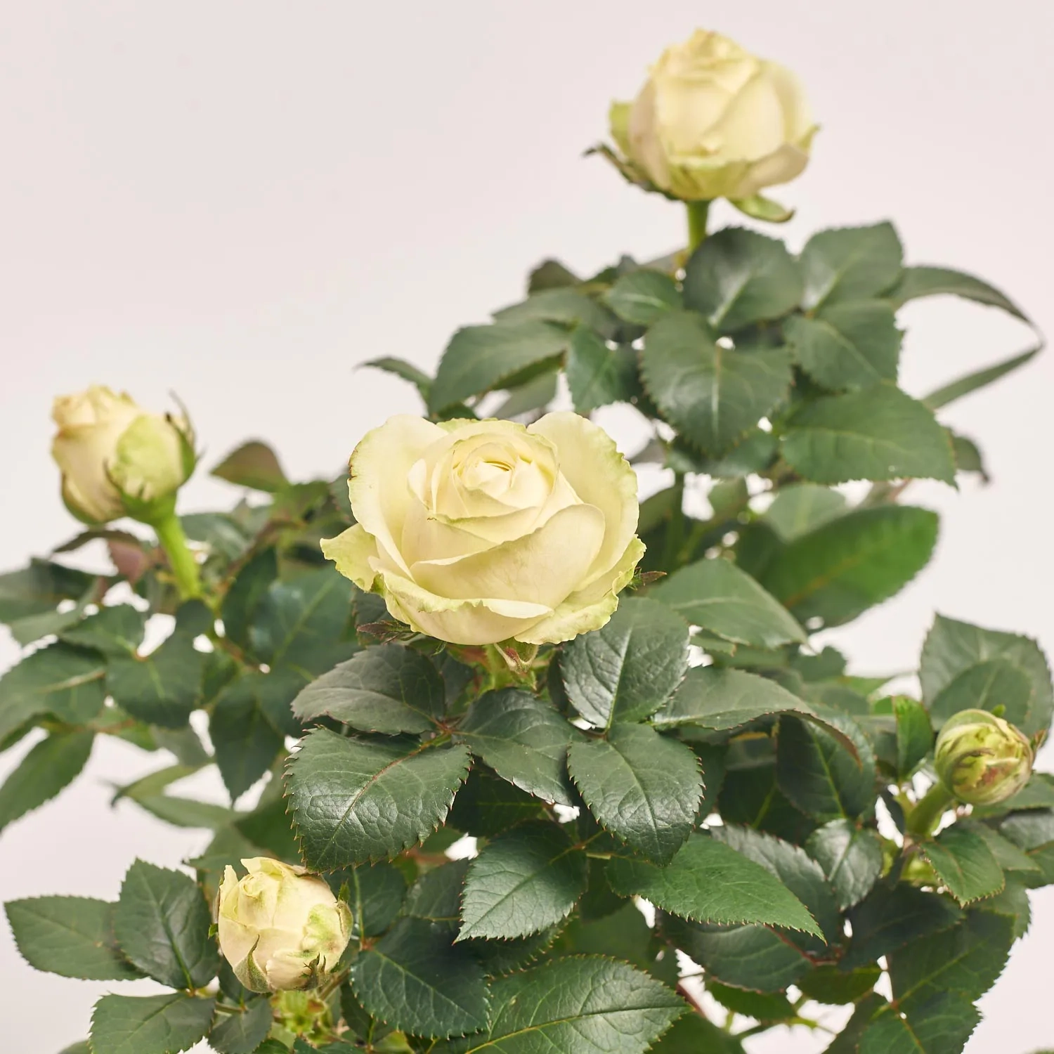 Зображення товару Троянда мікс, артикул: 1293