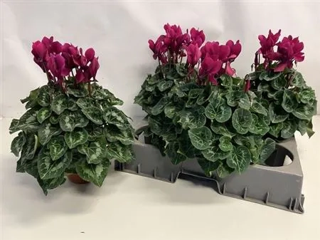 Зображення товару Цикламен XL бордовий, артикул: 53271