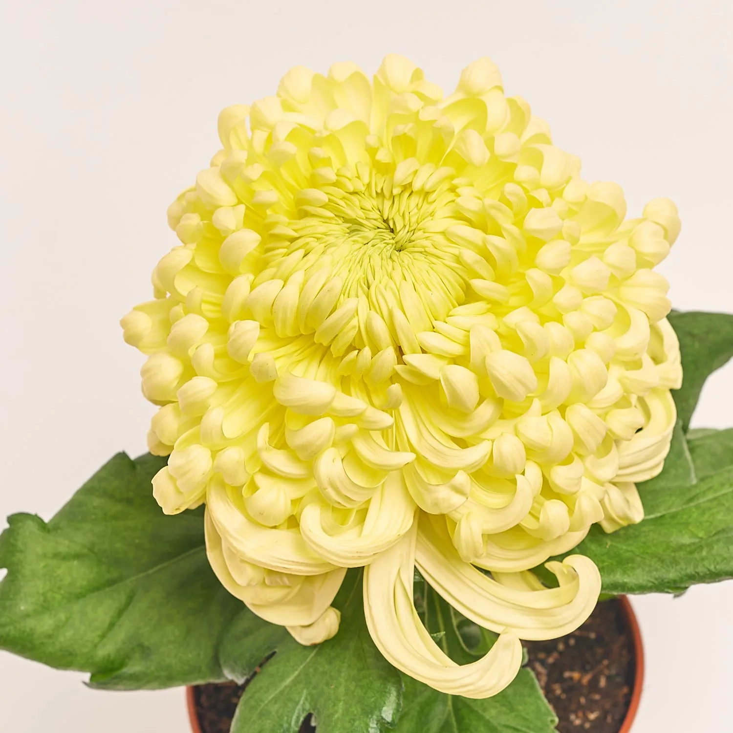 Хризантема КоКо мікс Decorum, артикул: 46355 Зображення товару Хризантема КоКо мікс Decorum, артикул: 46355