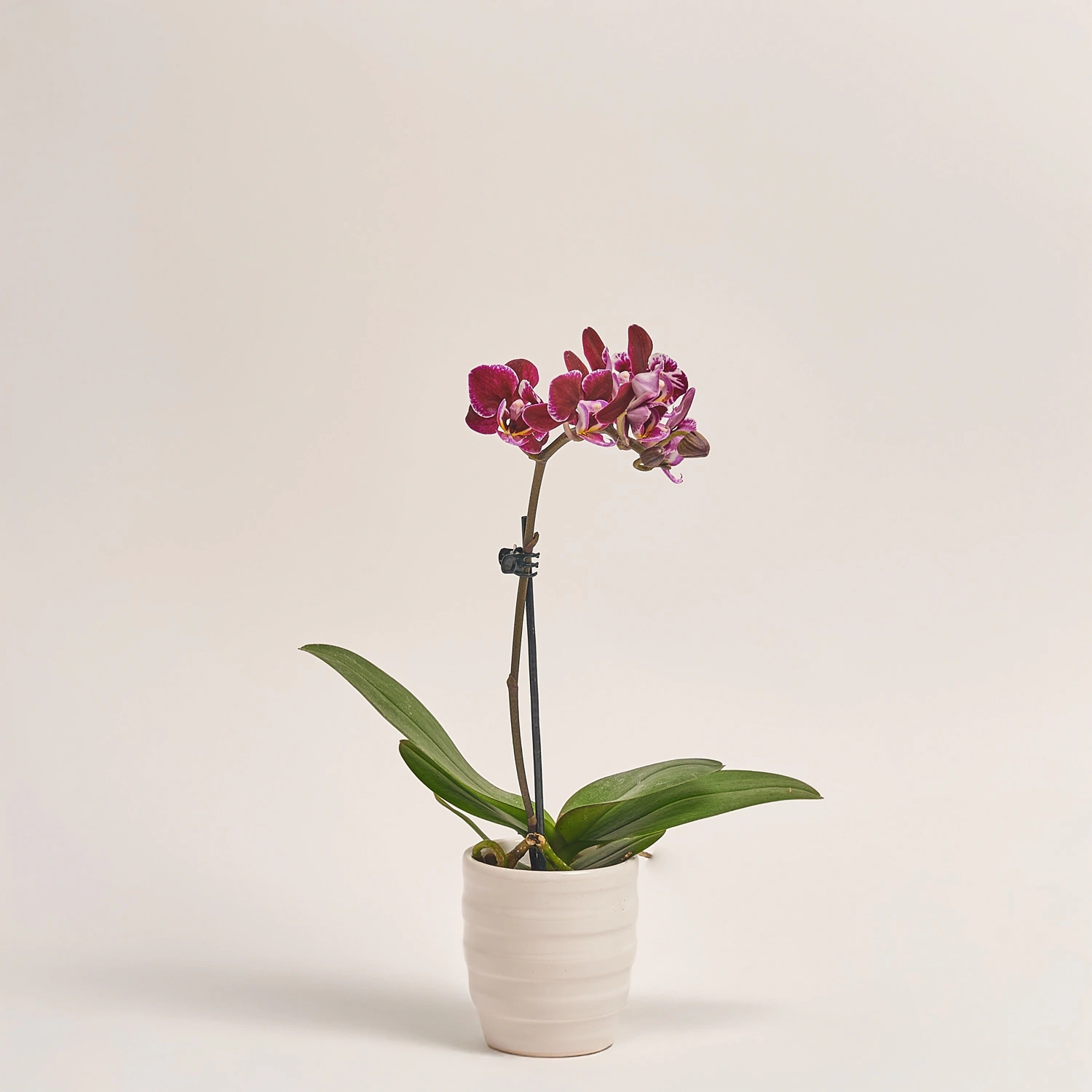 Фаленопсис міні в кер.і 1ст., артикул: 2716 Зображення товару Фаленопсис міні в кер.і 1ст., артикул: 2716