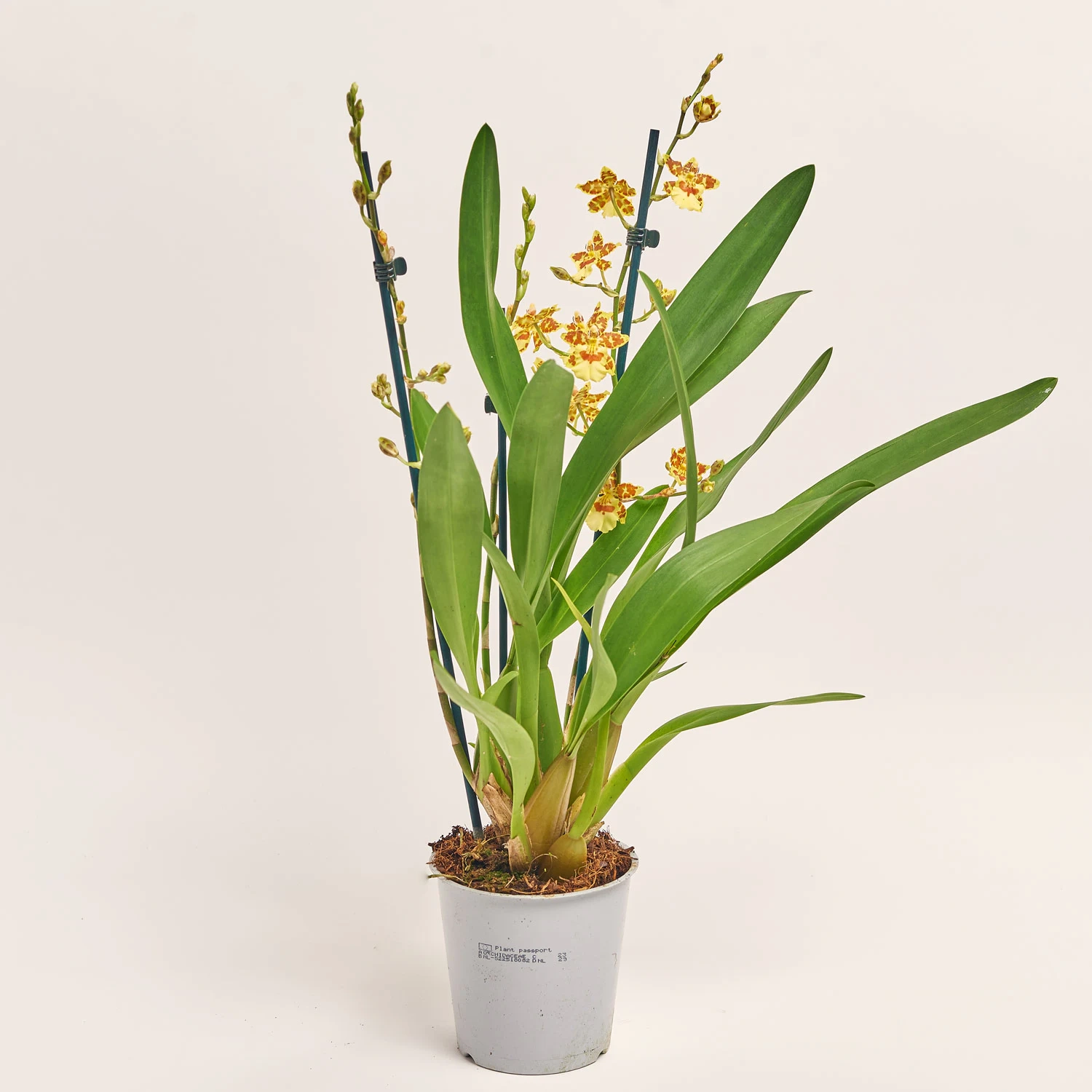 Зображення товару Камбрія мікс 2ст., артикул: 2561